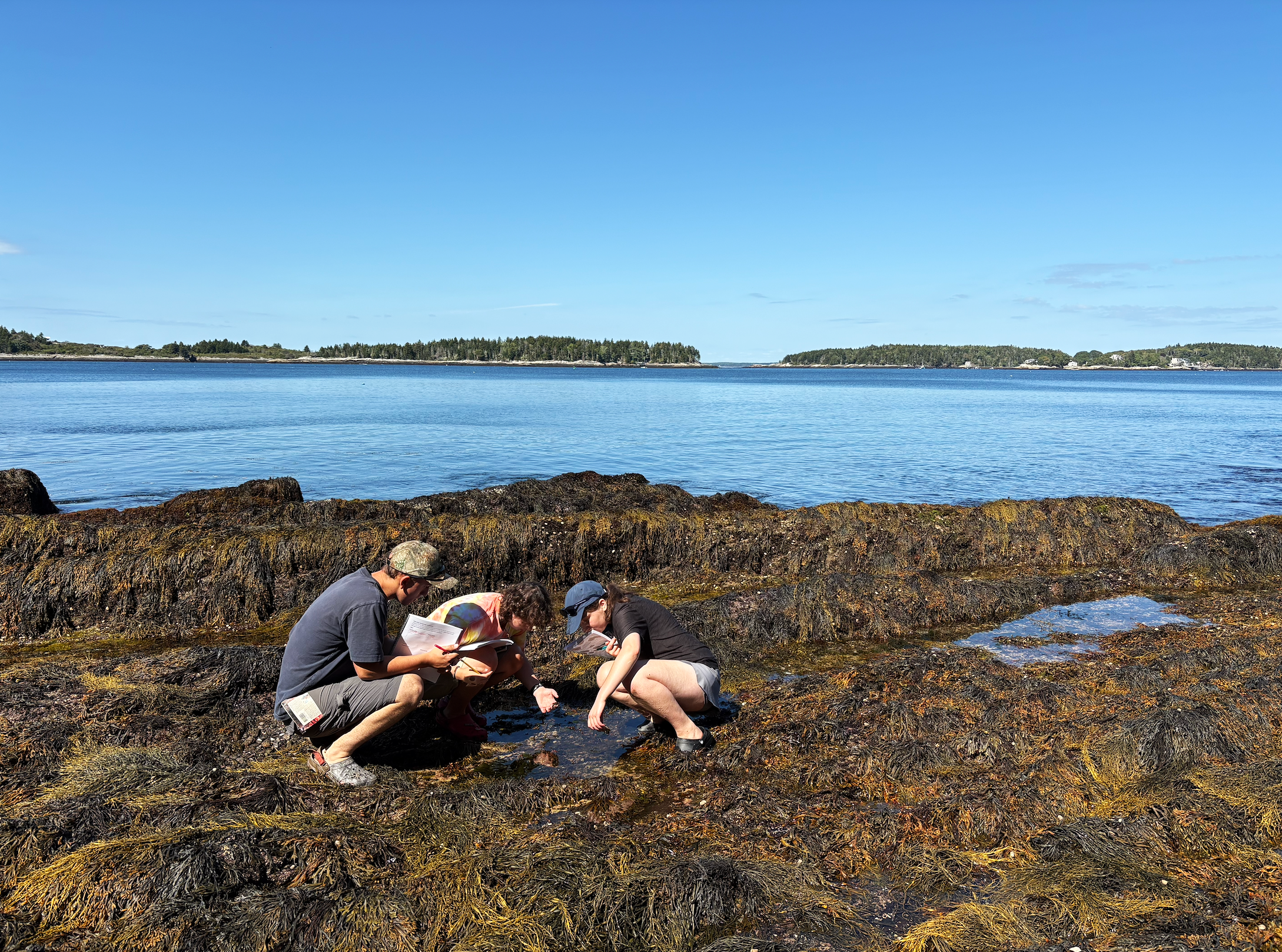 Three students studying a tidepool
