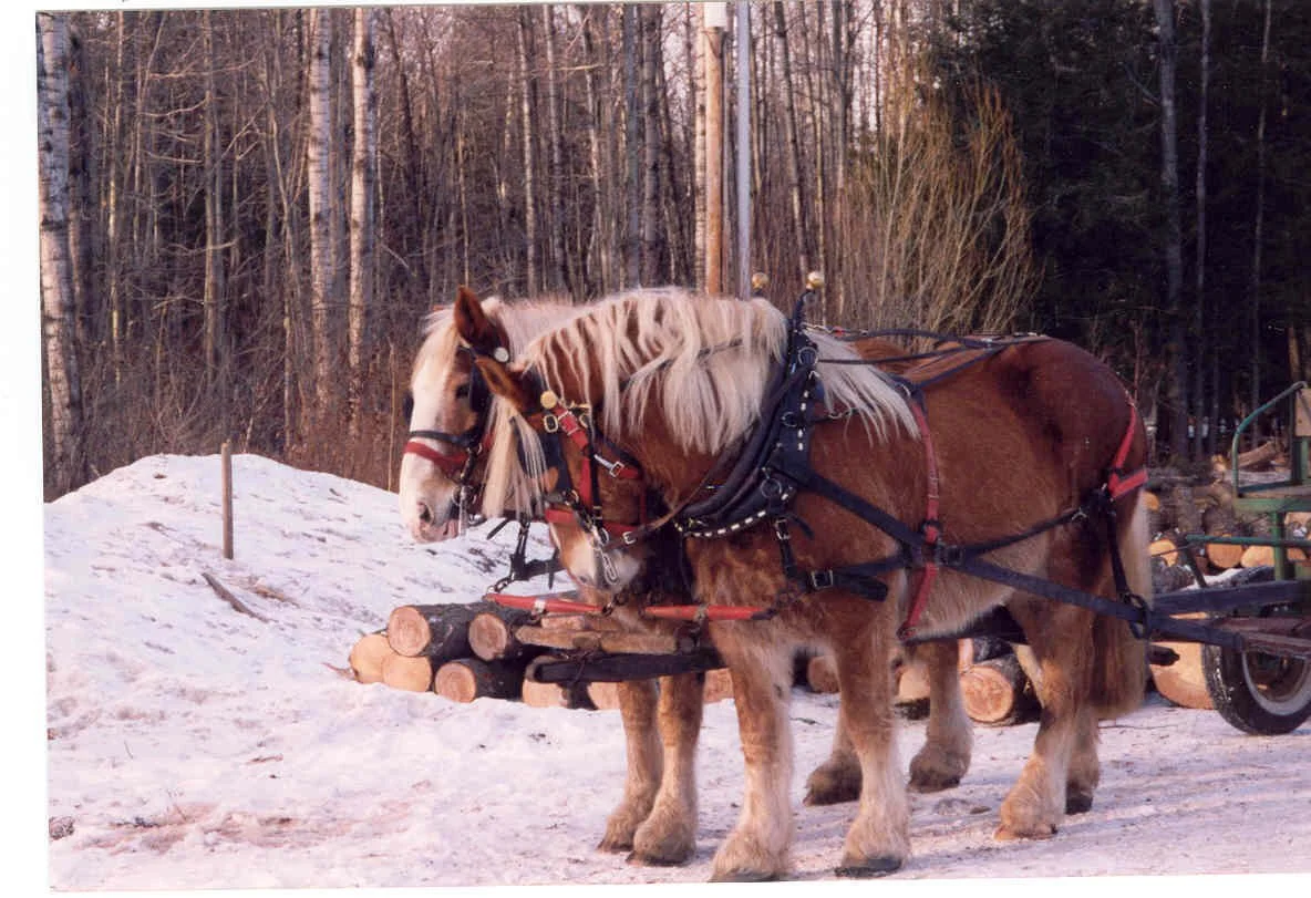 A horse pulling a cart loaded with logs in a snowy forest.