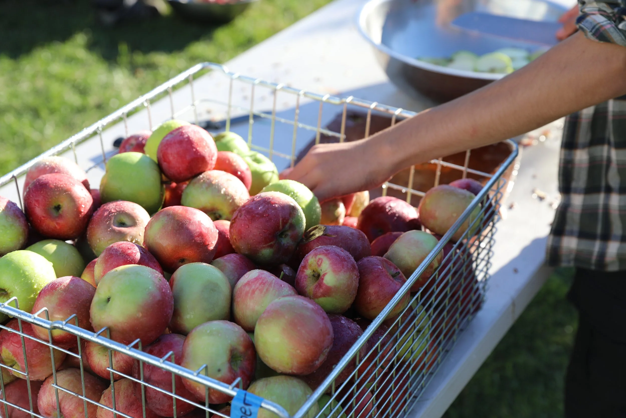 Basket full of fresh apples