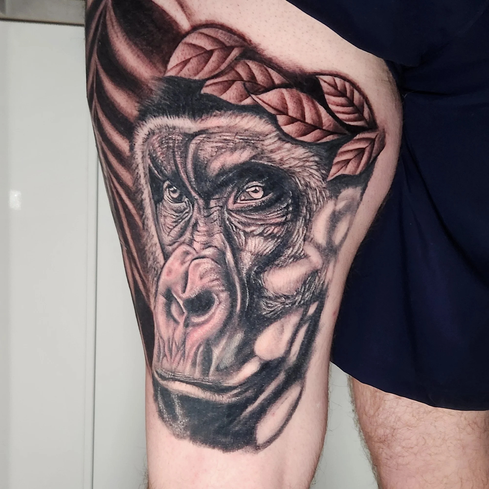Black and grey realistic gorilla with in, and out, of focus leaves