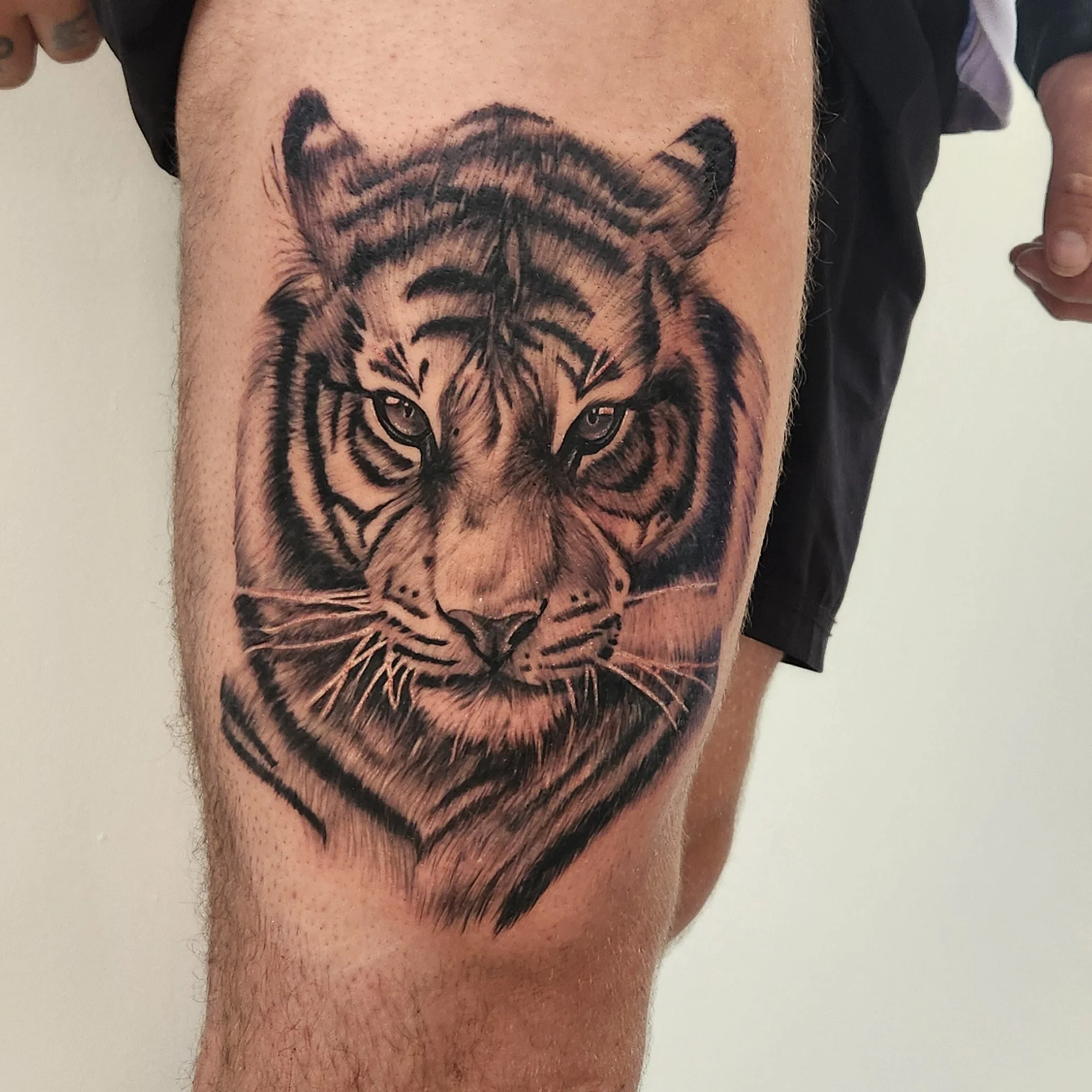 Black and grey realistic tiger tattoo