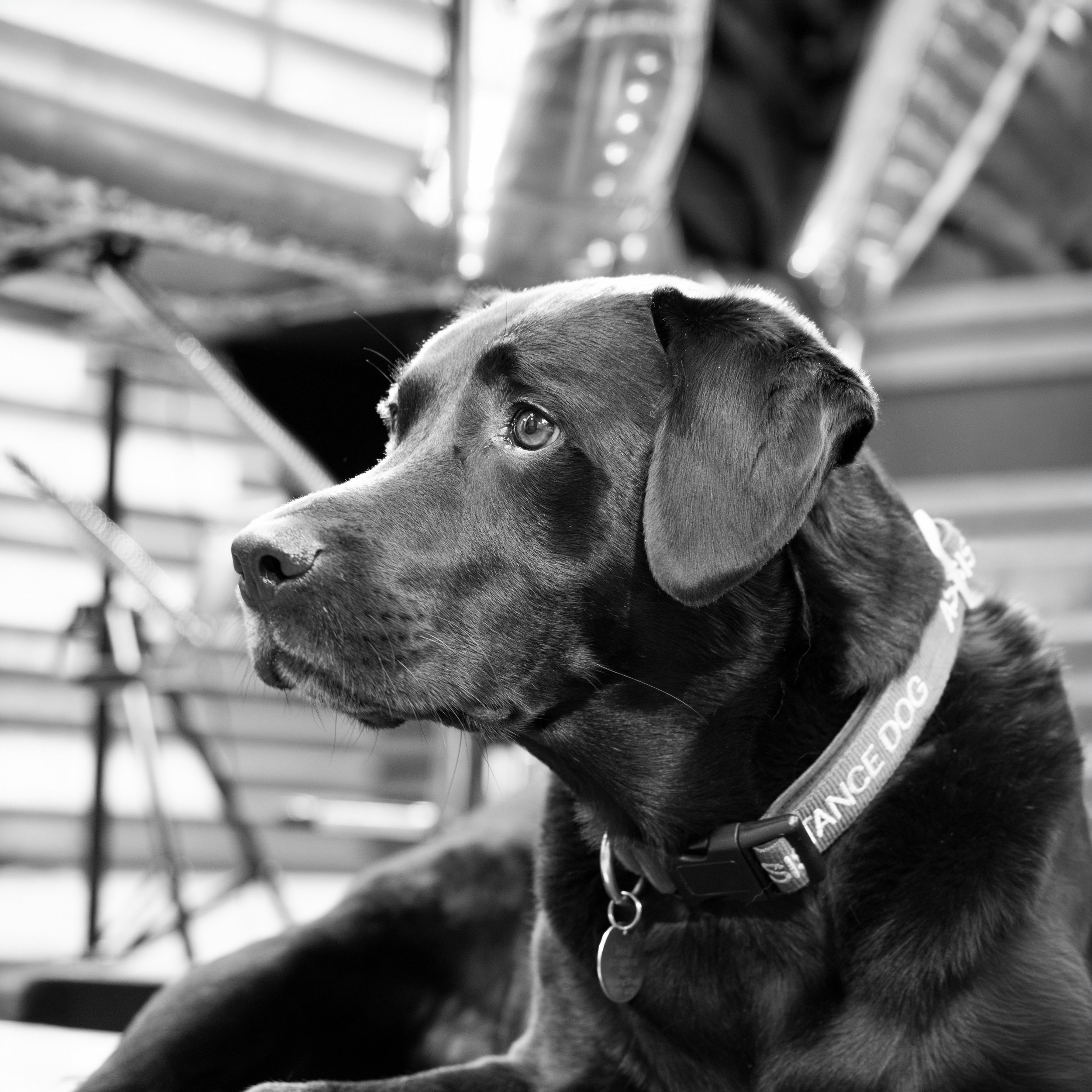 Close-up of a dog with a collar, lying down with a blurry background.