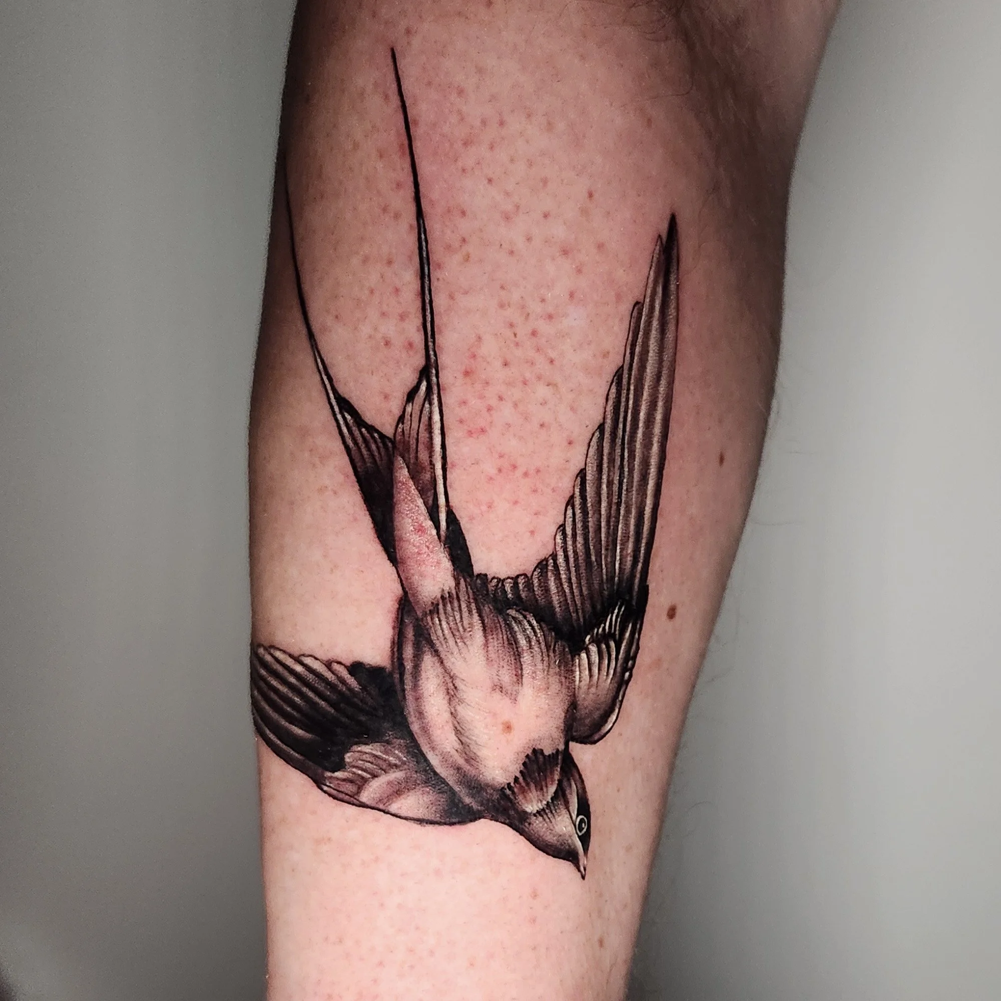 Realistic swallow tattoo