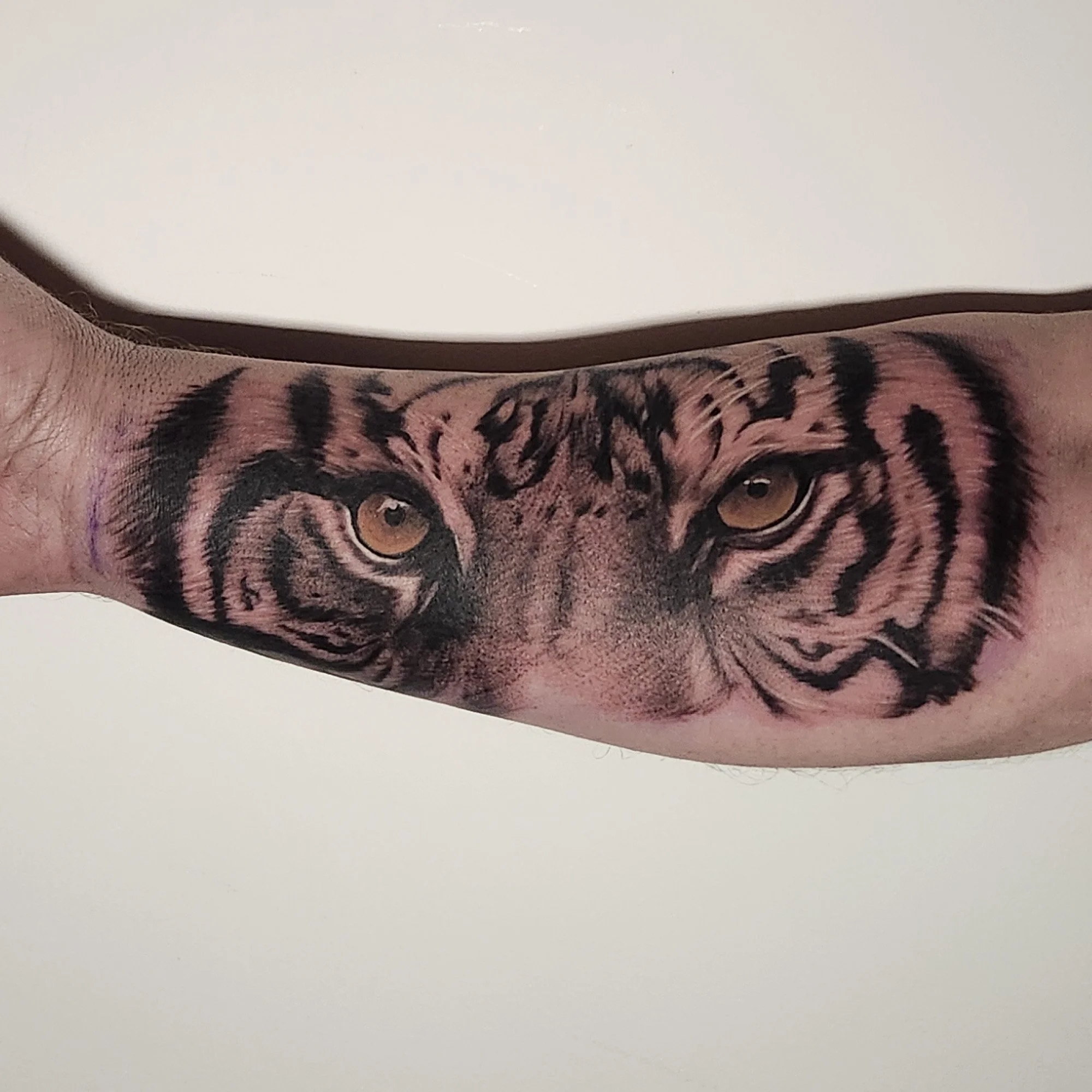 Realistic tiger tattoo on forearm