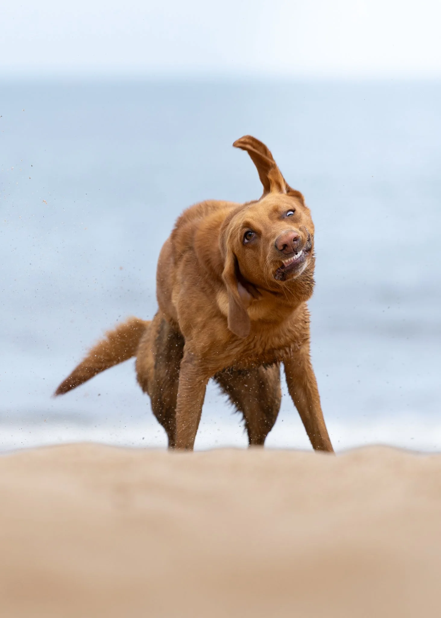 A brown dog running on the beach with water splashing around, the sky is overcast.