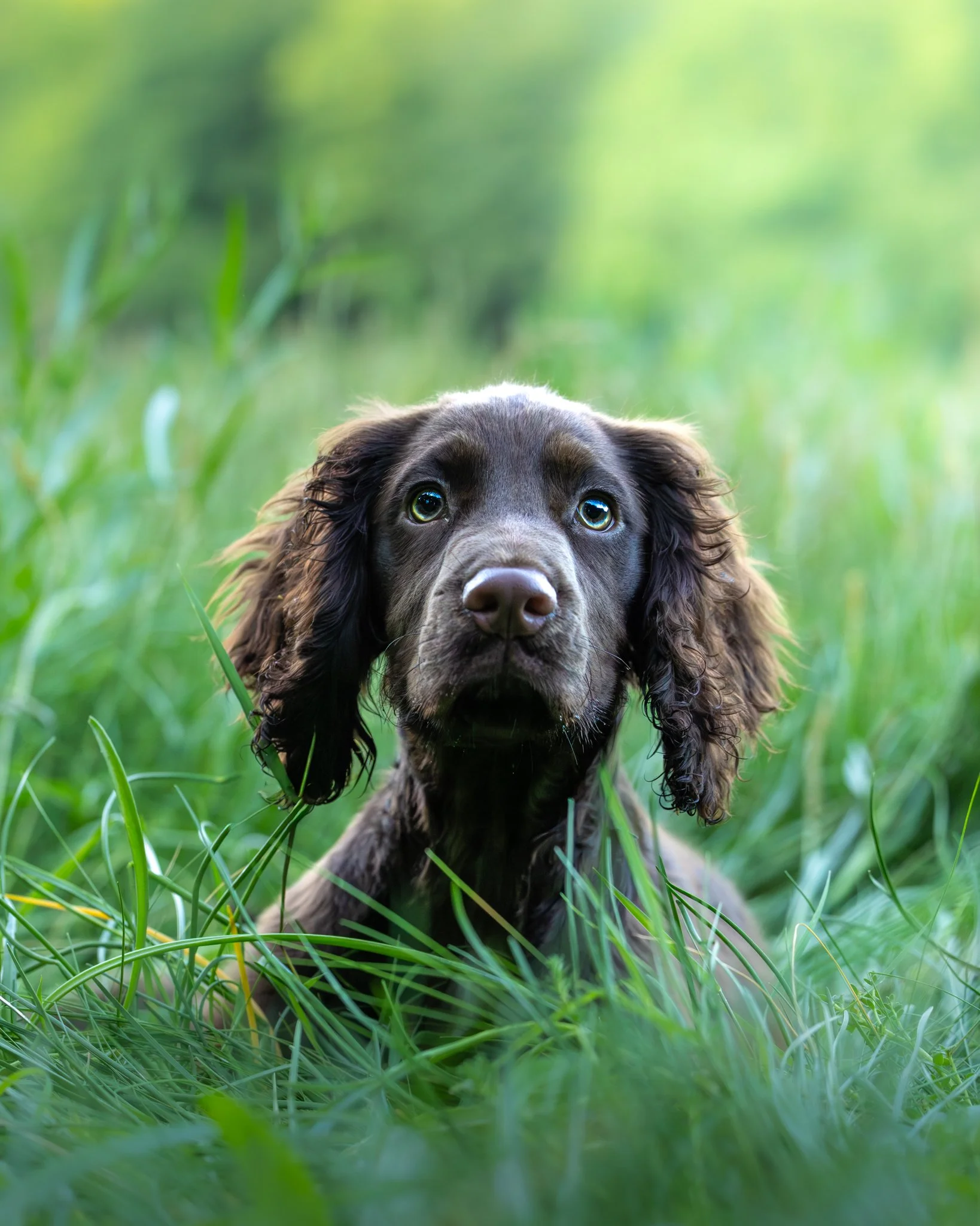 A close-up of a brown dog with floppy ears and big, expressive eyes, sitting in tall green grass with a blurred green background.