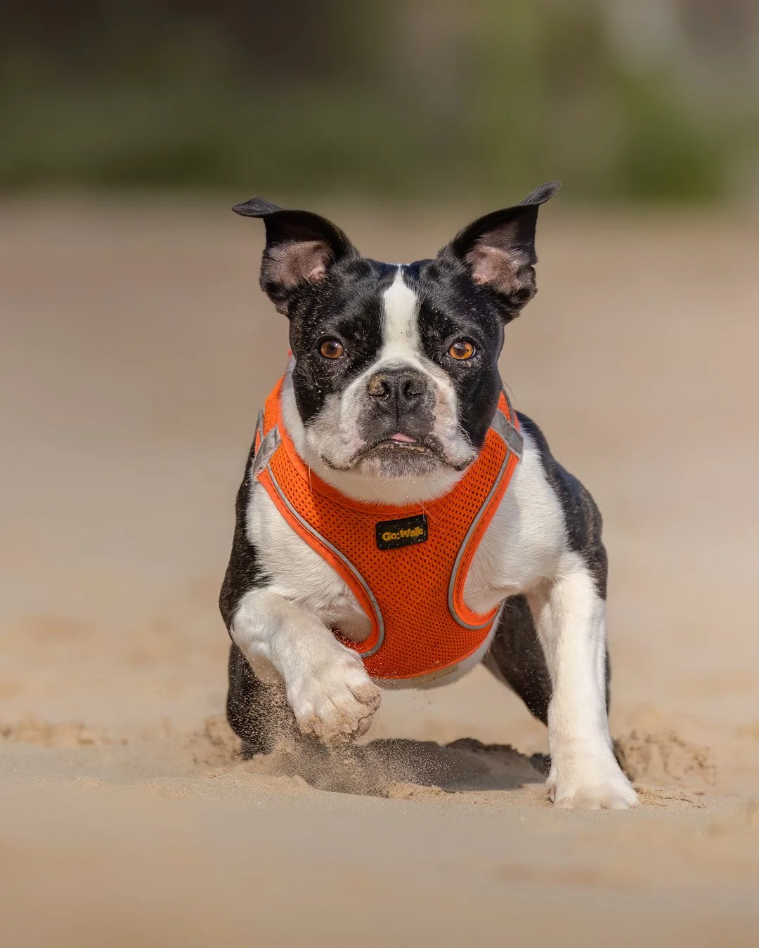 A black and white Boston Terrier dog running on sandy ground, wearing an orange harness.