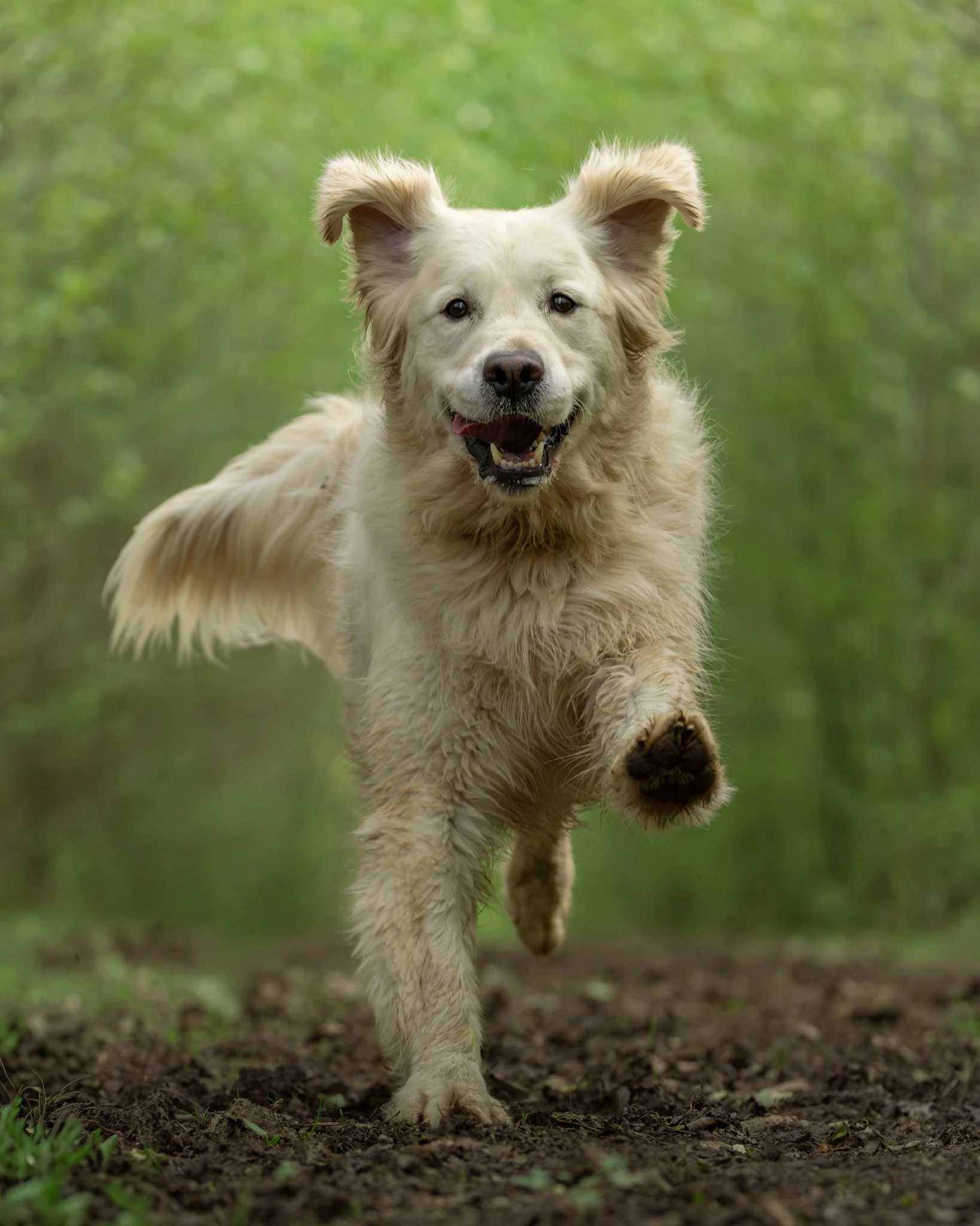 A happy golden retriever puppy running outdoors on a trail with a green, blurred background.