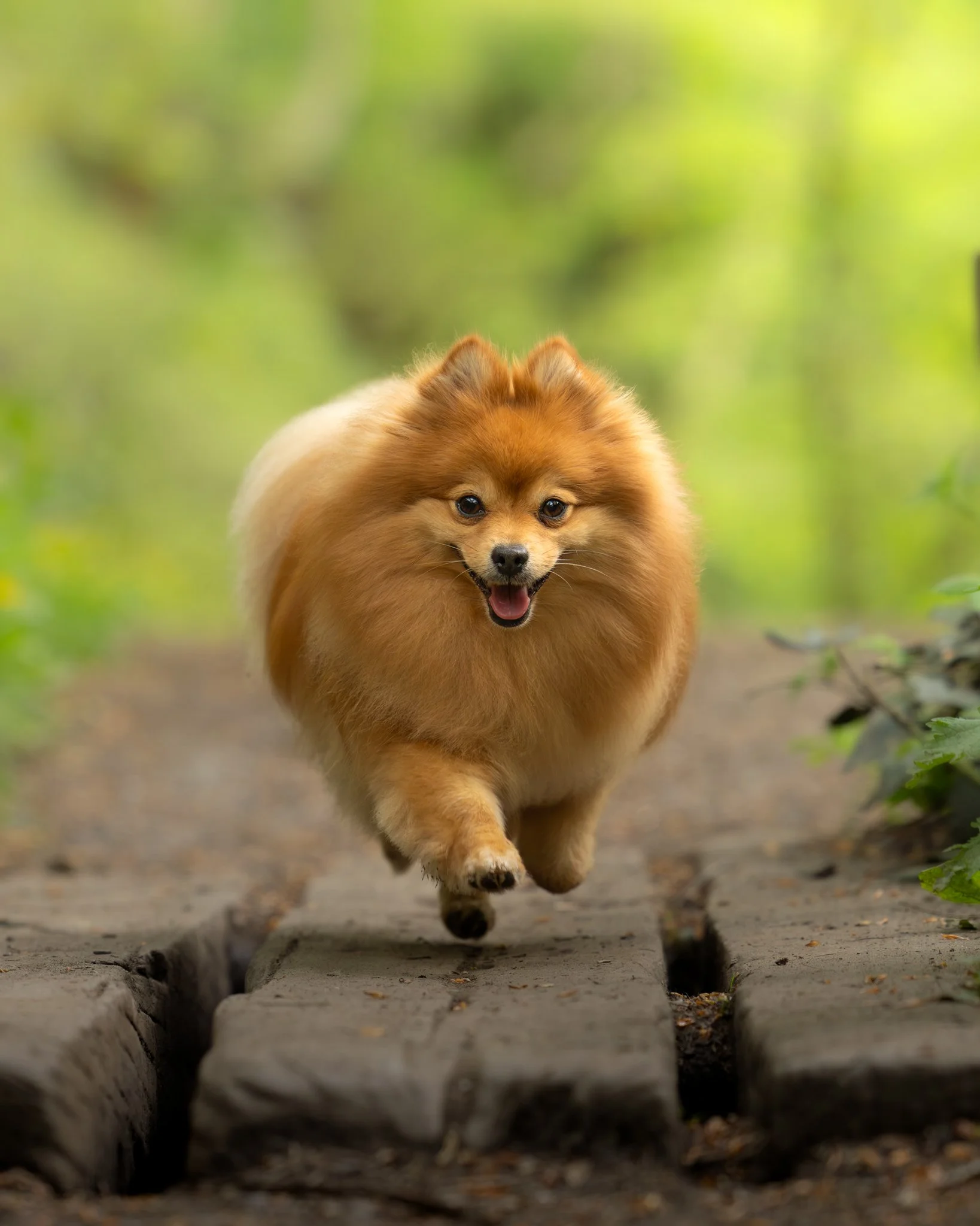 A small brown Pomeranian dog running on a dirt path with a green blurred background.