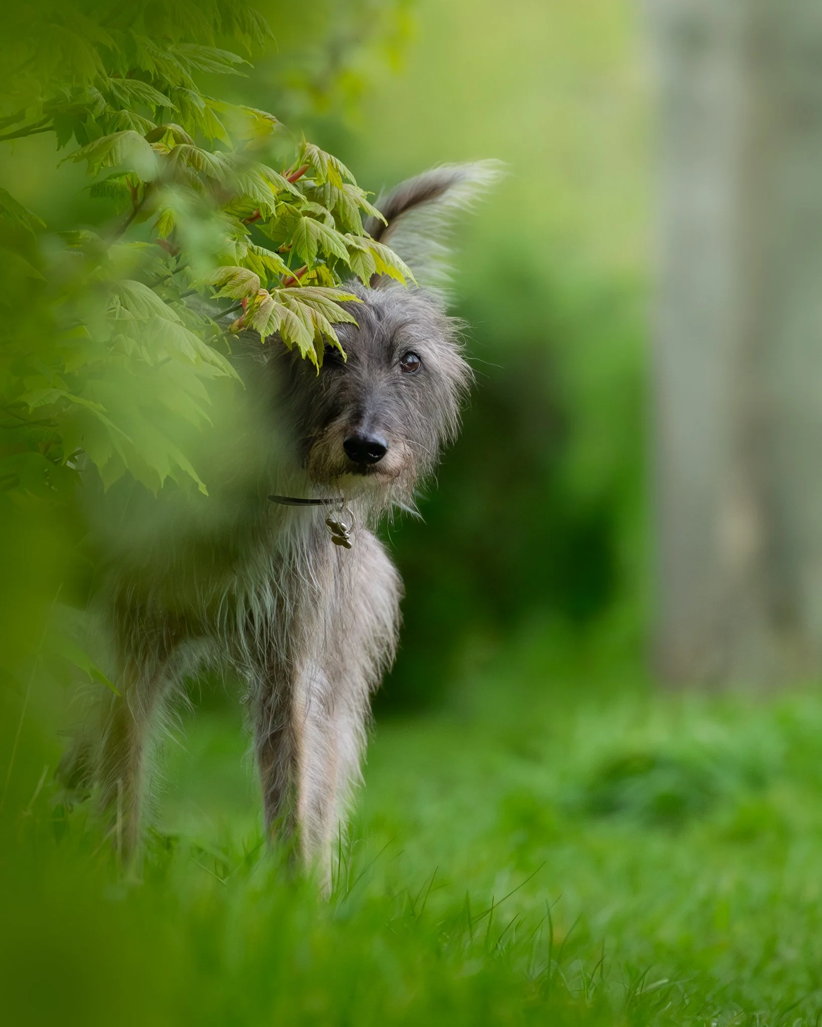 A fluffy, gray and white dog peeking out from behind green leafy bushes in a lush outdoor setting.