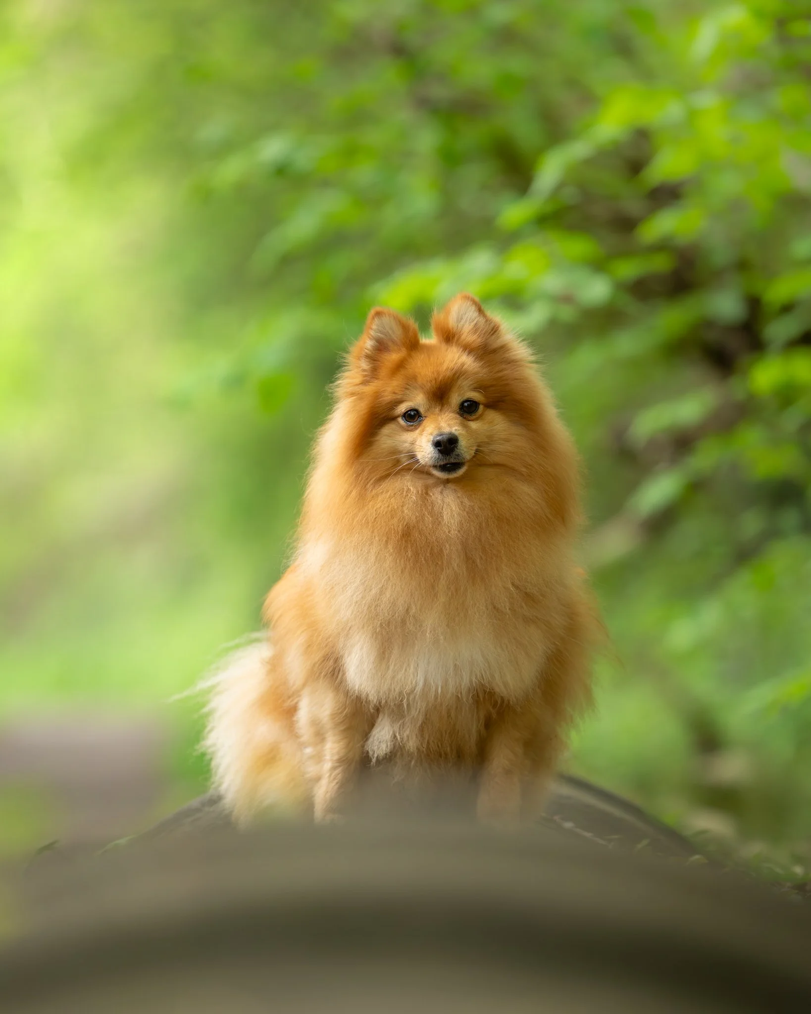 A fluffy, tan Pomeranian dog standing outdoors on a park trail with lush greenery in the background.