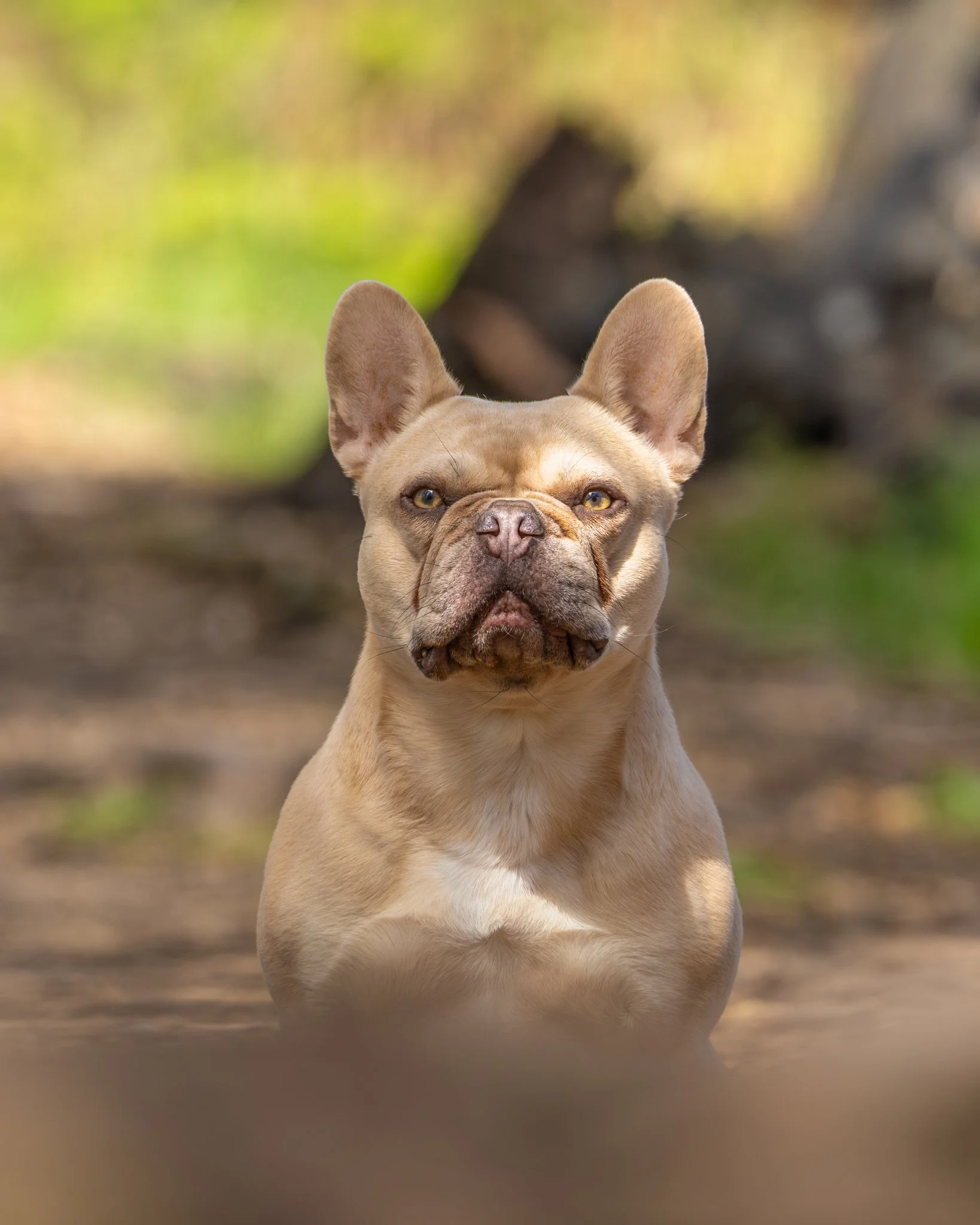 A tan French Bulldog with large ears, looking directly at the camera, standing outdoors on a dirt path with blurred green and yellow foliage in the background.