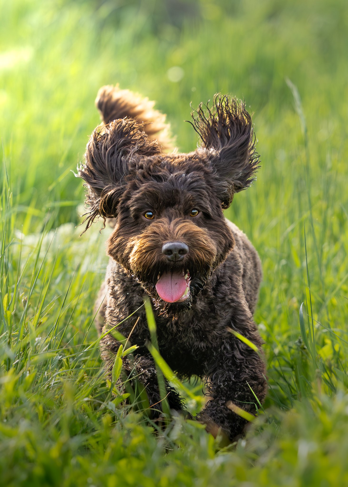 A curly-haired brown dog with floppy ears running through a grassy field with a blurred green background.