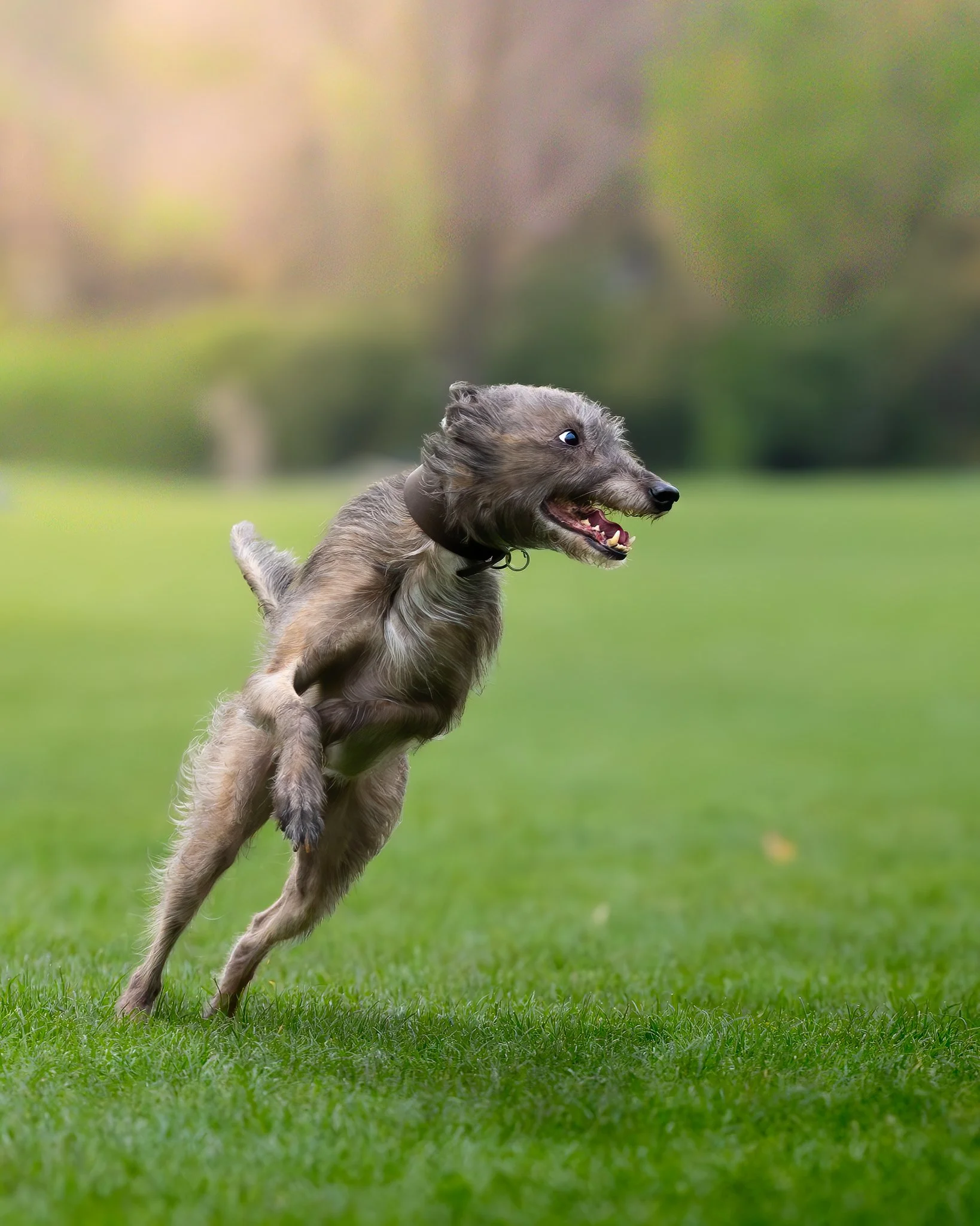 A playful puppy running on green grass in a park or backyard with blurred trees in the background.