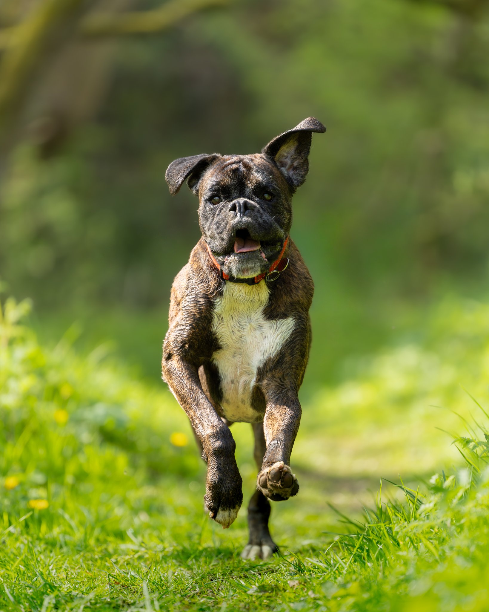 A brindle French Bulldog puppy running outdoors on green grass with a blurred green background.