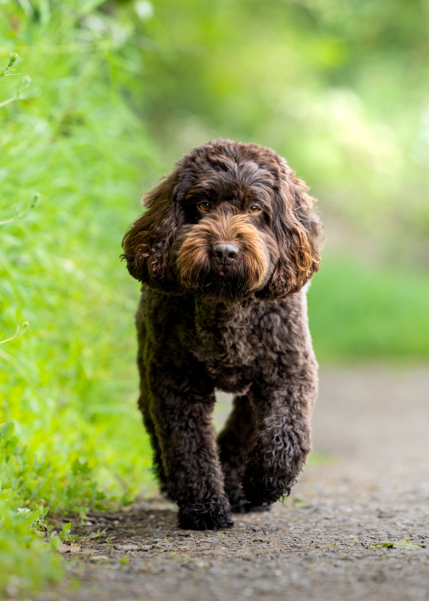 A brown curly-coated dog walking on a gravel path surrounded by green foliage.