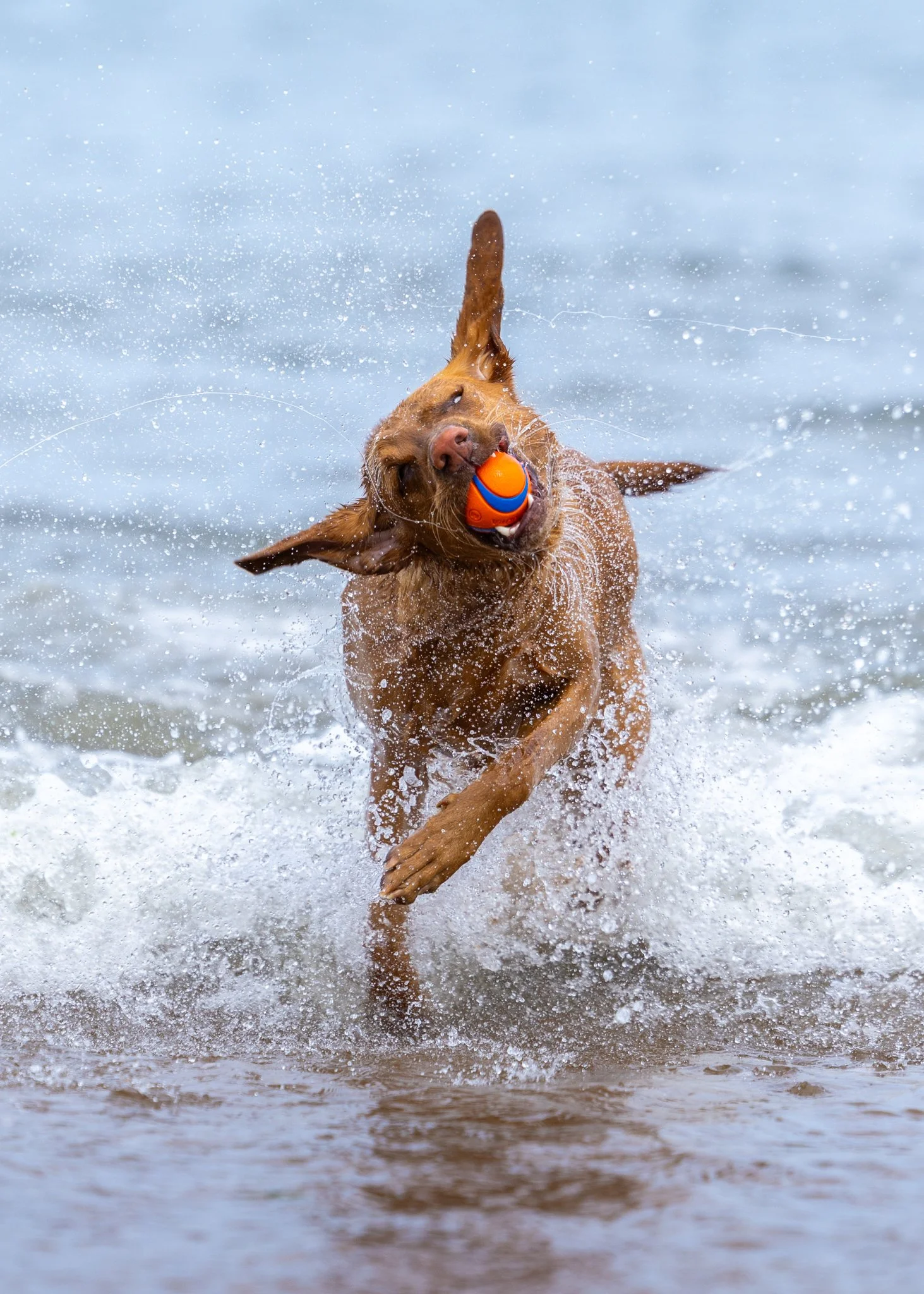 Golden retriever dog playing fetch with an orange and blue ball in the water at the beach.