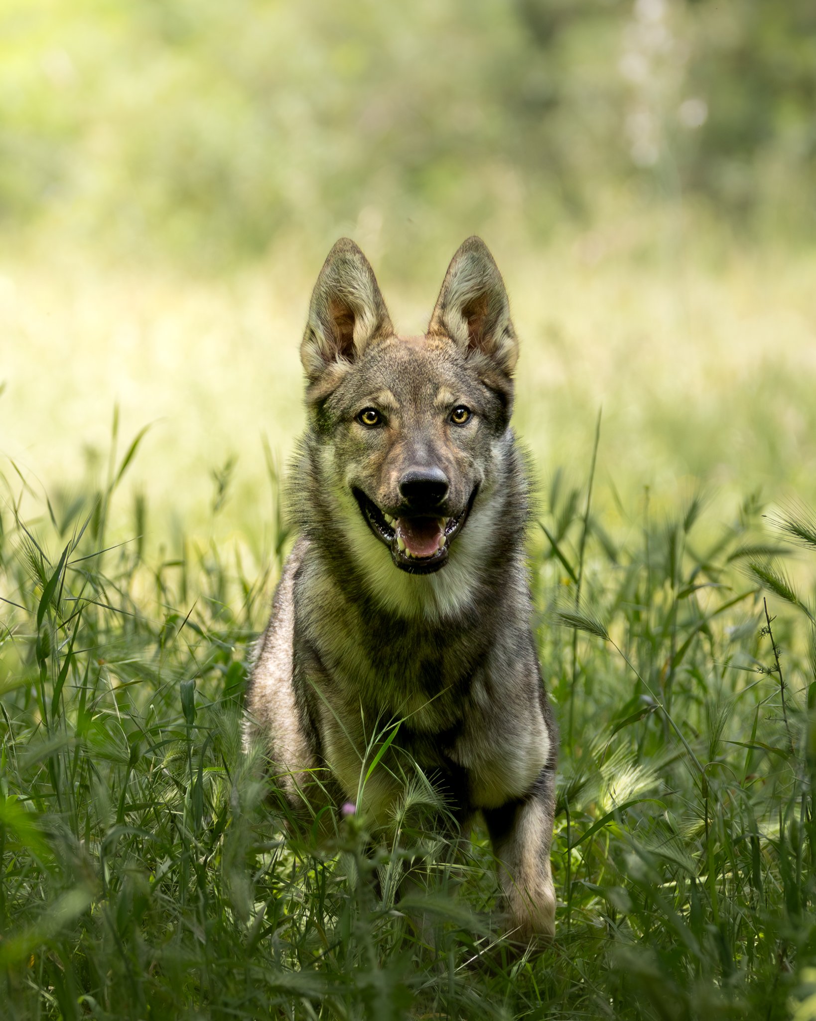 A gray and tan wolf sitting in tall green grass with a blurred green background, facing forward and looking at the camera with its mouth open.