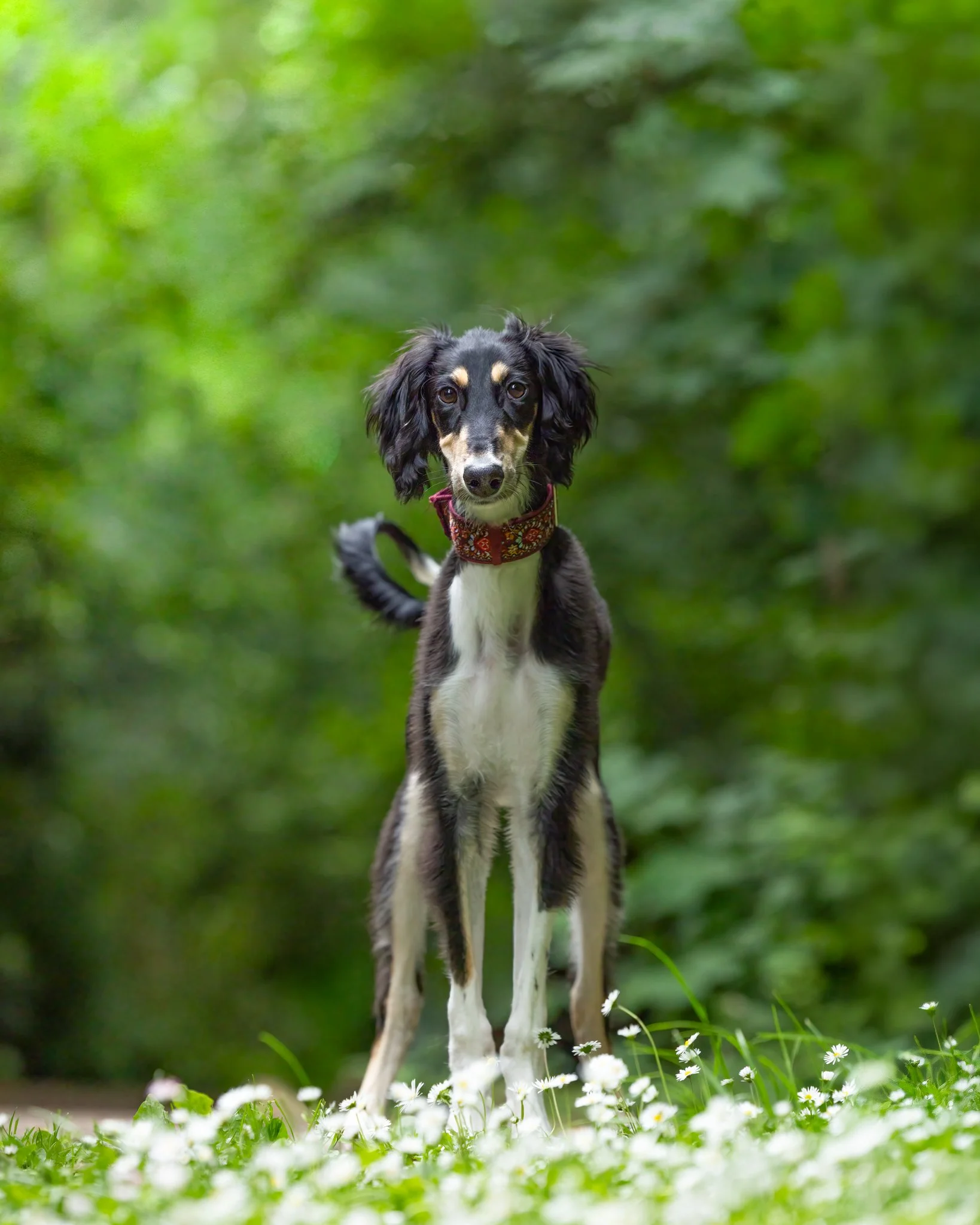 A black and white dog, possibly a saluki or greyhound, standing outdoors in a green, wooded area surrounded by white daisies.