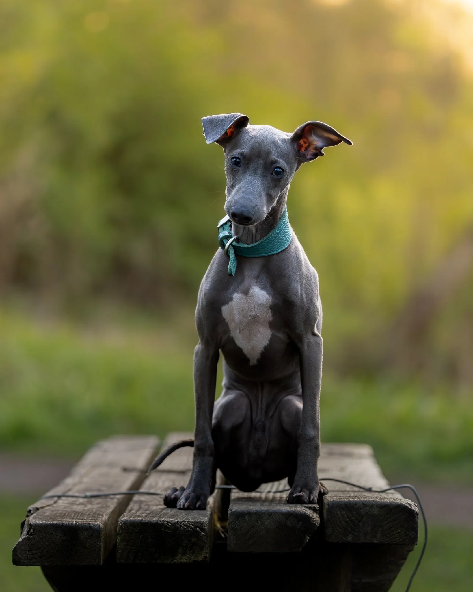 A young grey dog with large ears sitting on a wooden platform outdoors, with a blurred background of green and yellow hues.