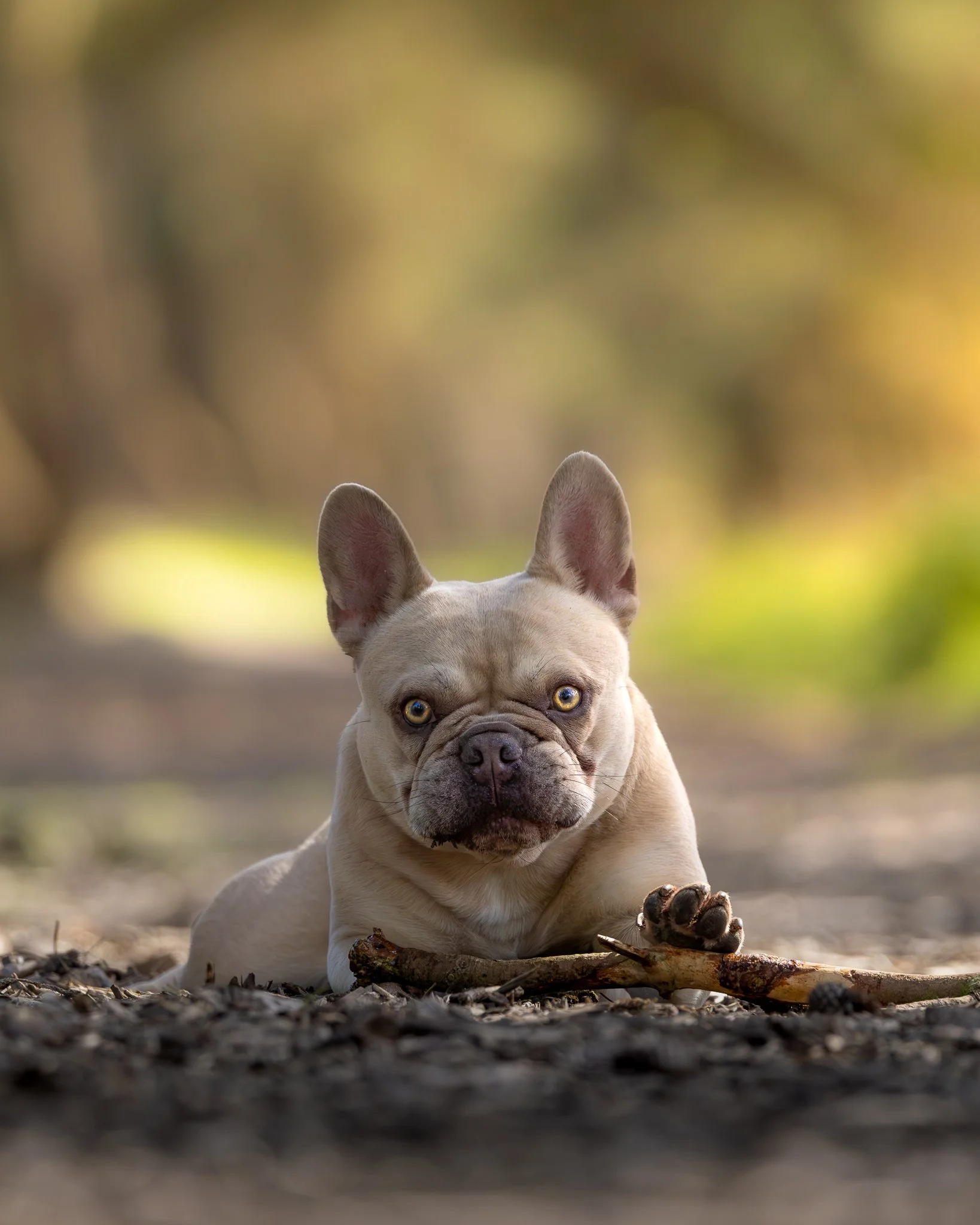 A French Bulldog puppy lying outdoors on the ground with a blurred background of trees and sunlight.