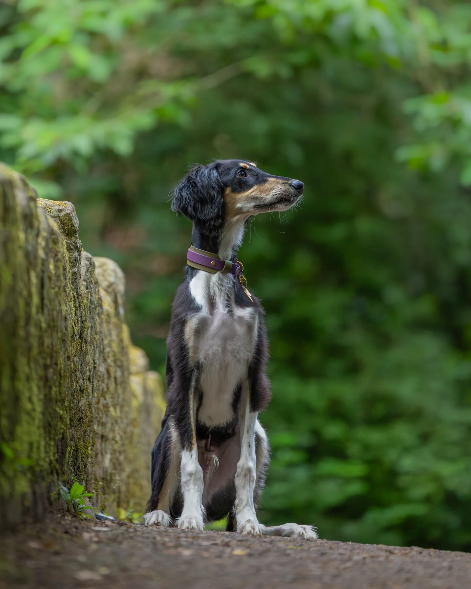 A black and white dog with long ears and wearing a purple collar sitting outdoors on a dirt path next to a mossy tree trunk, with green foliage in the background.
