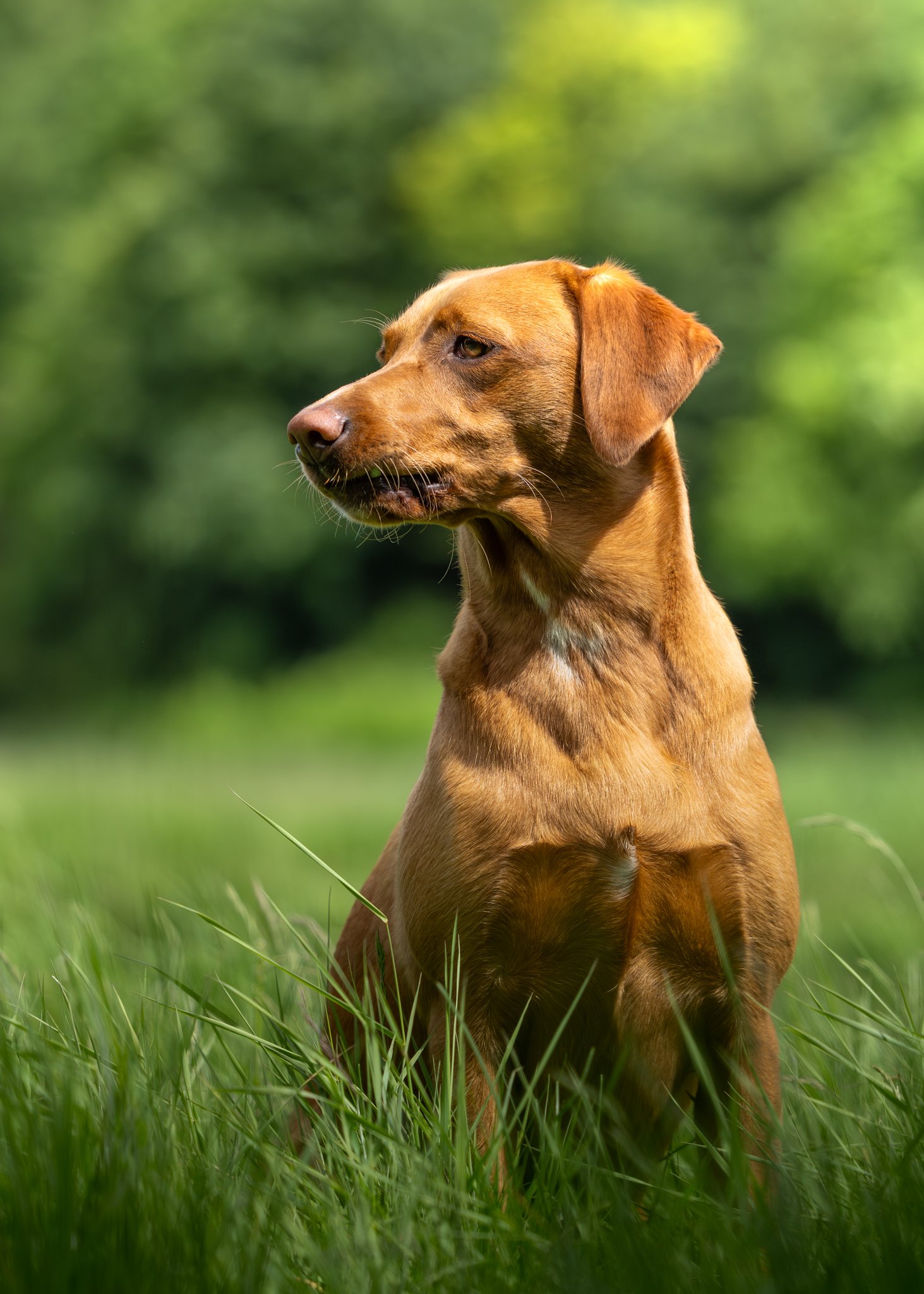 A brown dog sitting in tall grass with a blurred green background.