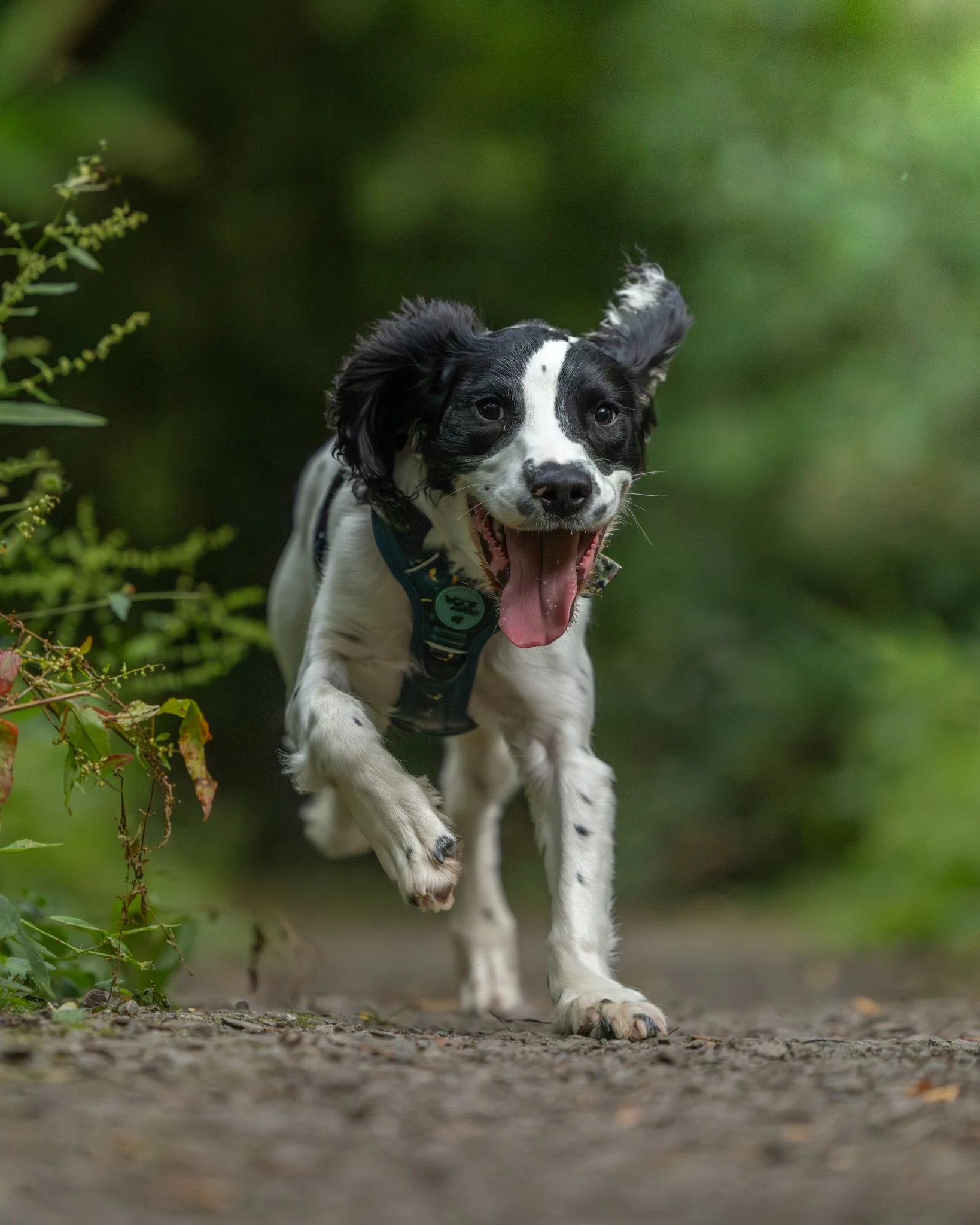 A black and white puppy running on a dirt path, with a joyful expression and tongue out, surrounded by green foliage.