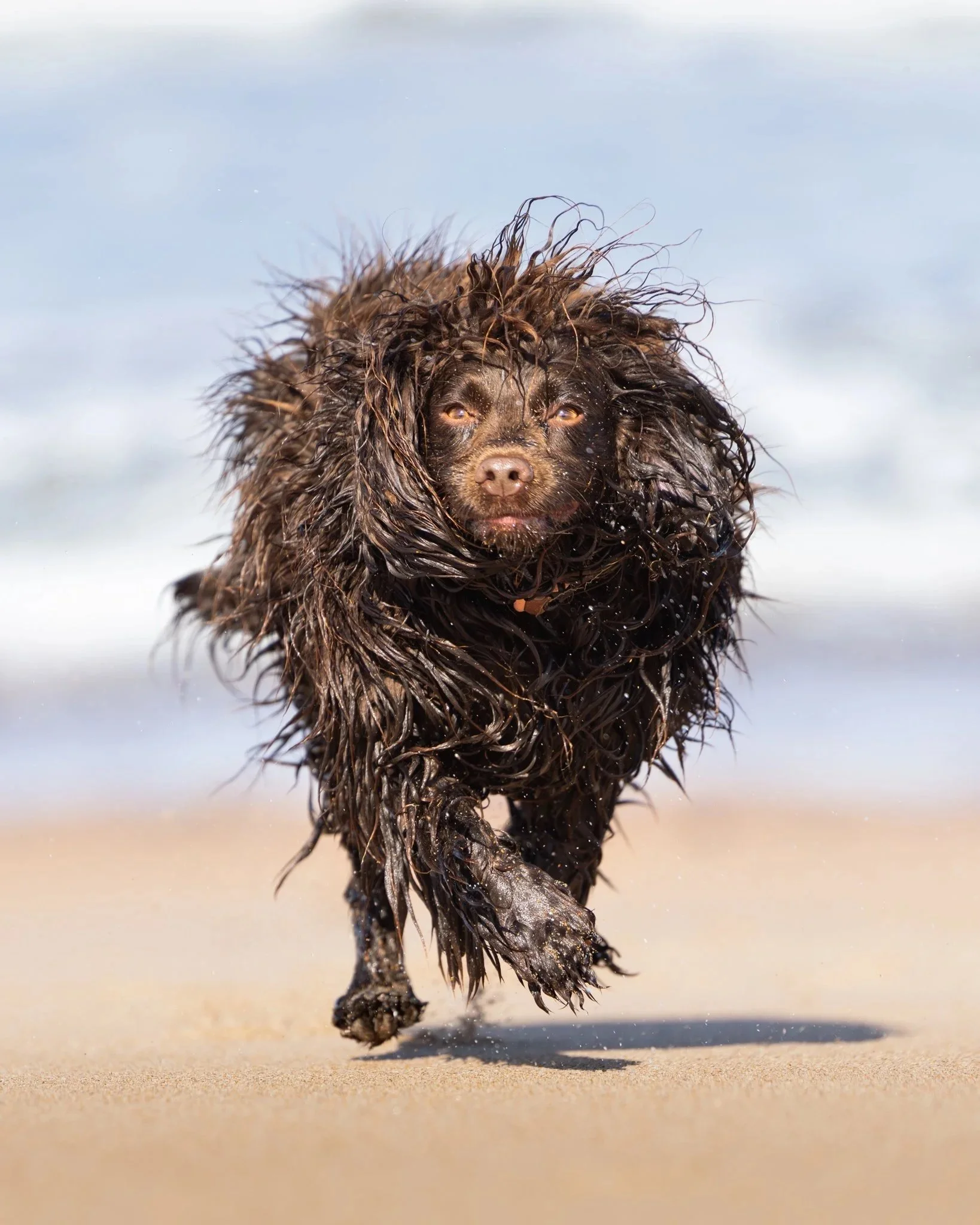A wet dog running on the sandy beach with water droplets falling from its fur.