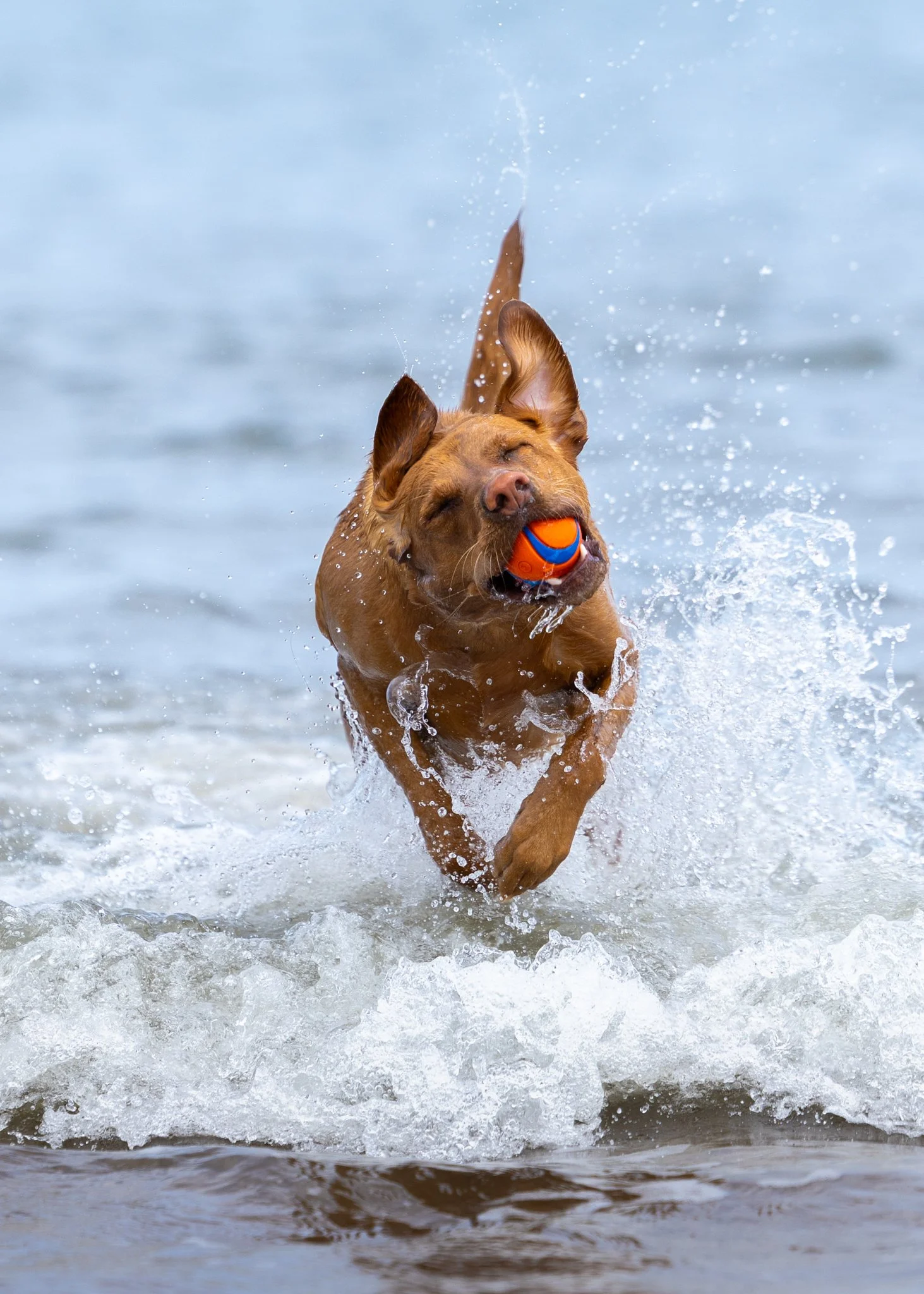 A brown dog playing fetch in the water with a blue and orange ball in its mouth, splashing and swimming at the beach.