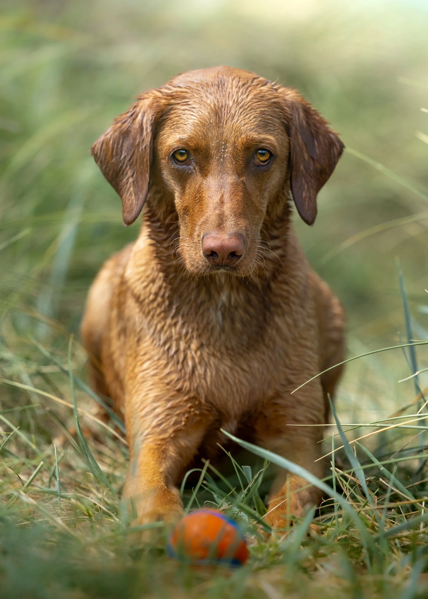 A wet brown dog lying on grass with a colorful ball in front of it.