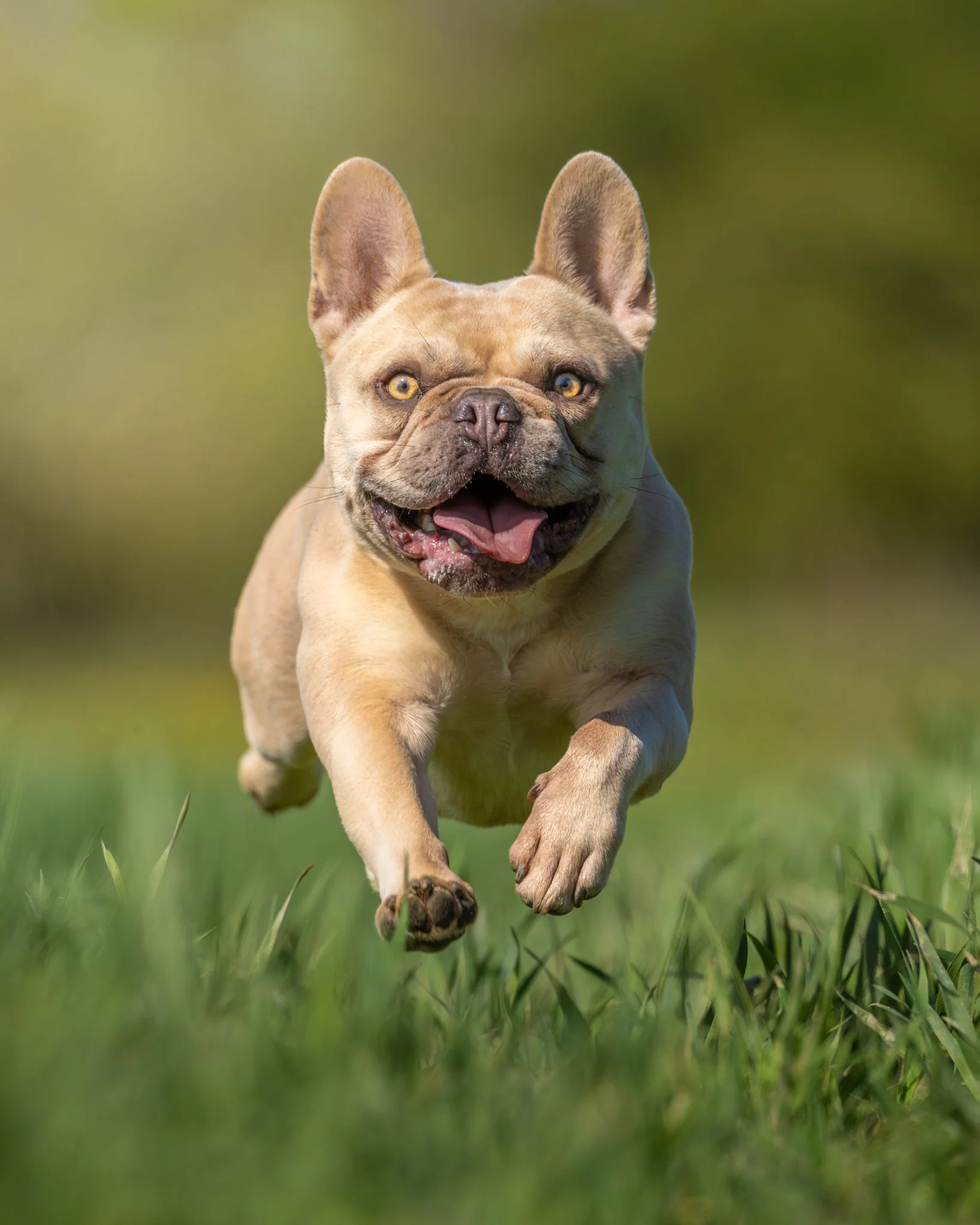 A French Bulldog running on grass with a background of blurred green foliage.