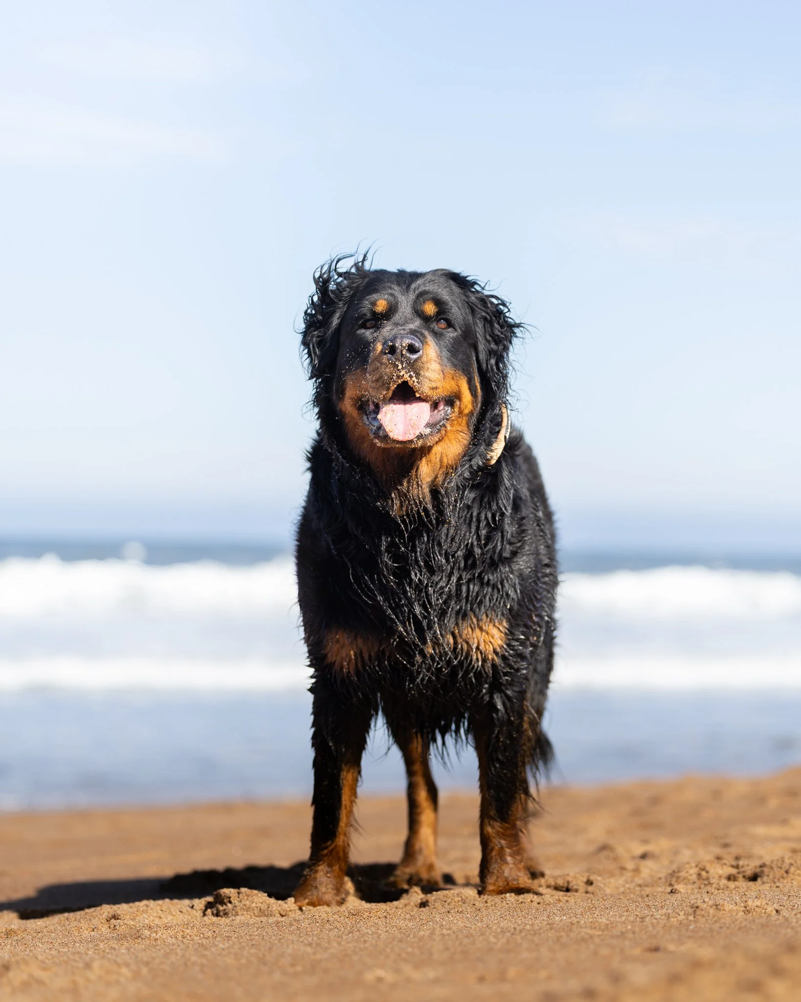 A large dog, likely a Rottweiler, standing on sandy beach with water and sky in background. The dog has wet black and tan fur, with tongue out and appears happy.