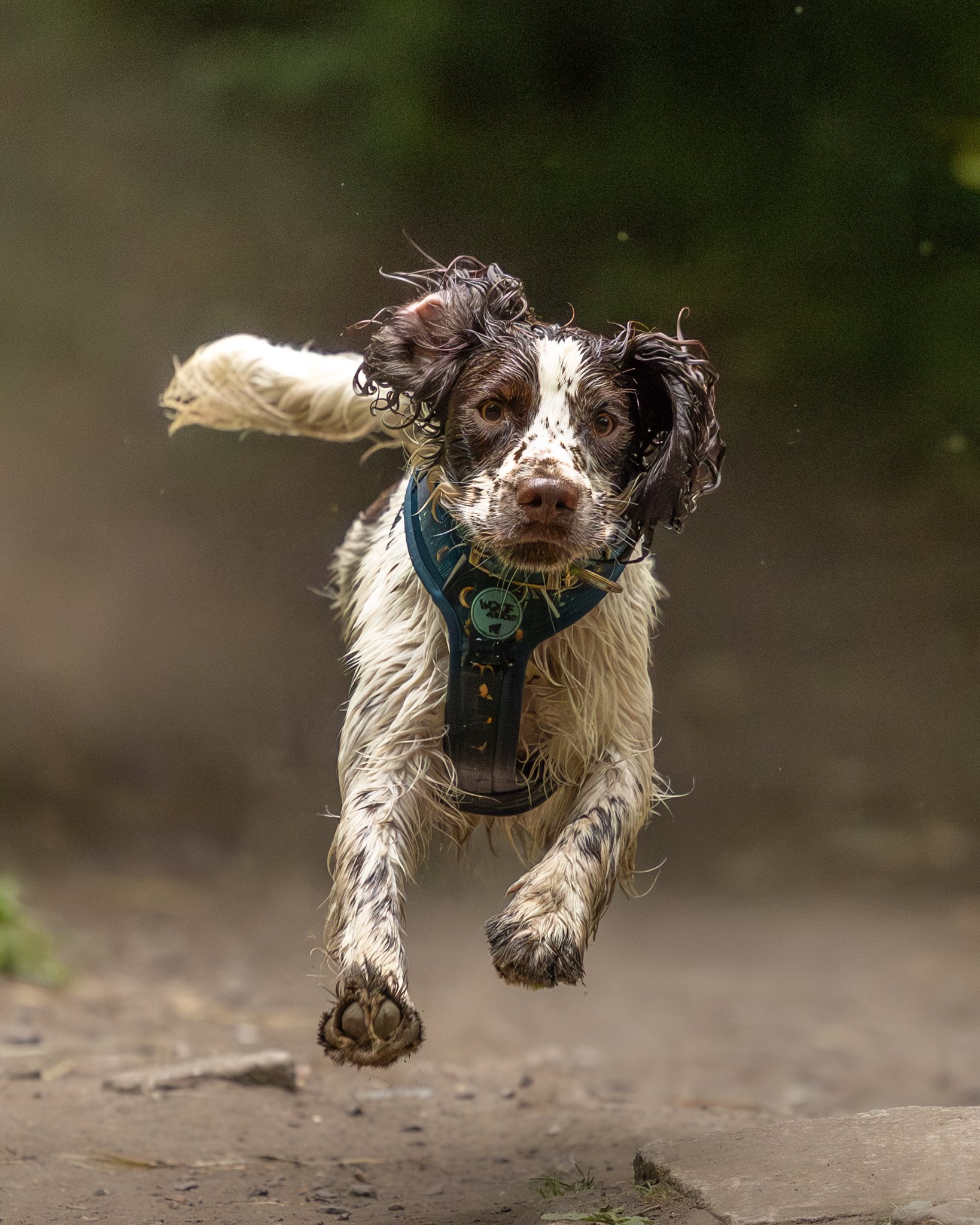 A dog, possibly an English Springer Spaniel, running on a trail or sidewalk with its ears and body wet, as if it has been swimming or playing in water.