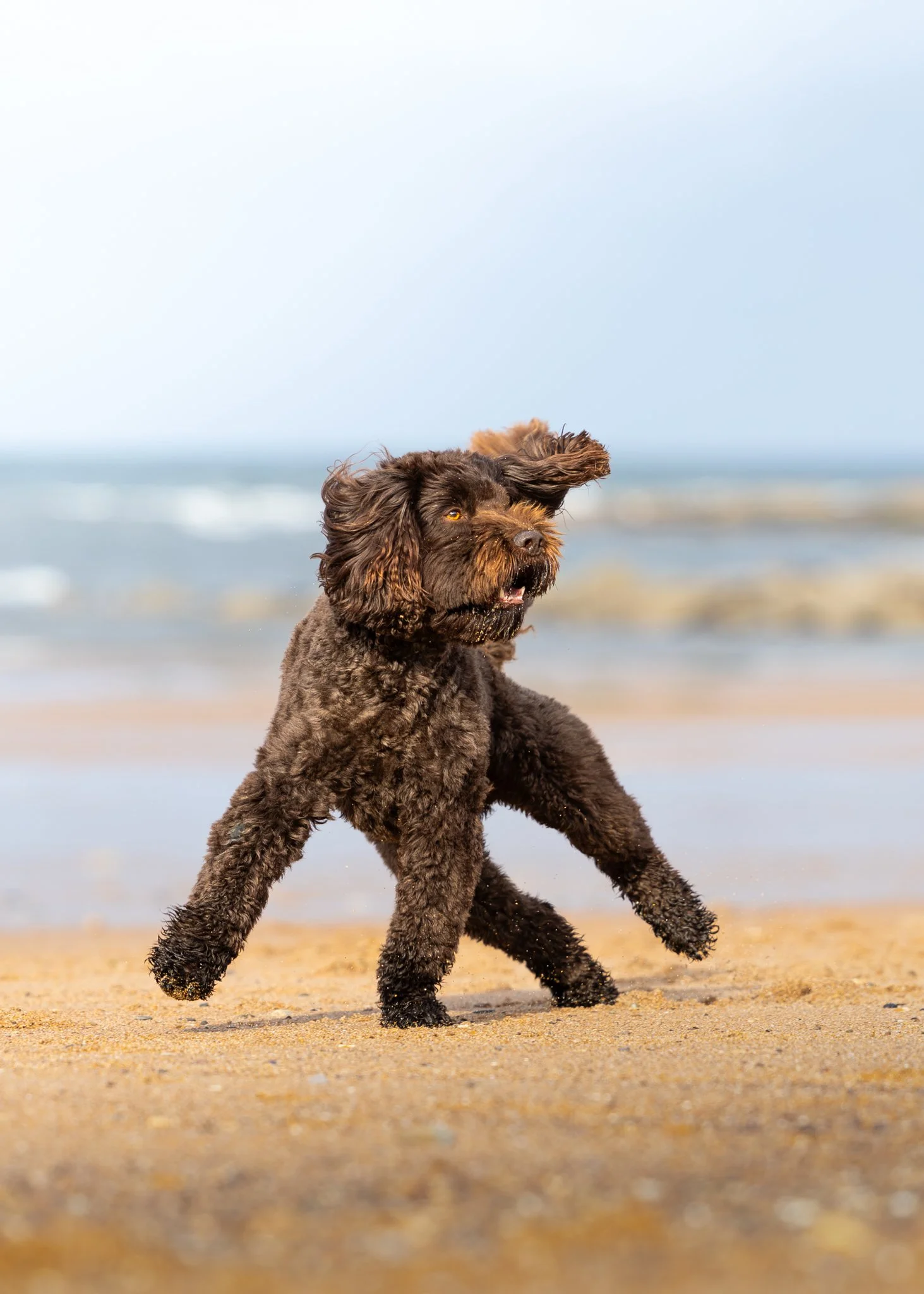 A brown curly-haired dog running on a sandy beach near the water with a blue sky in the background.