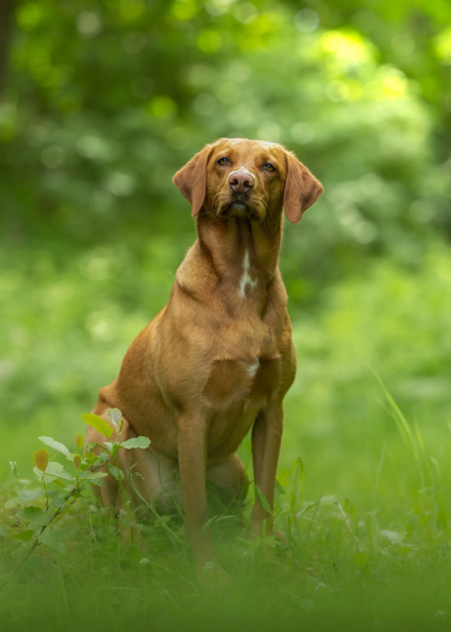 A brown dog with a white mark on its chest sitting in a lush green forest, surrounded by plants and grass.