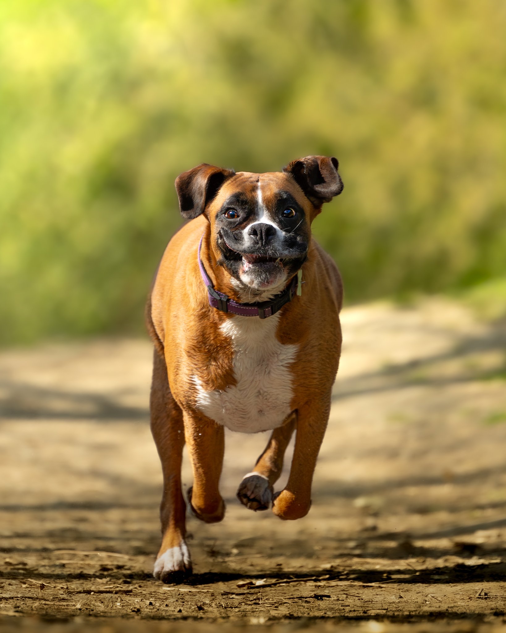A brown and white dog, possibly a Boxer or Staffordshire Terrier mix, running on a dirt path with a blurred green background.