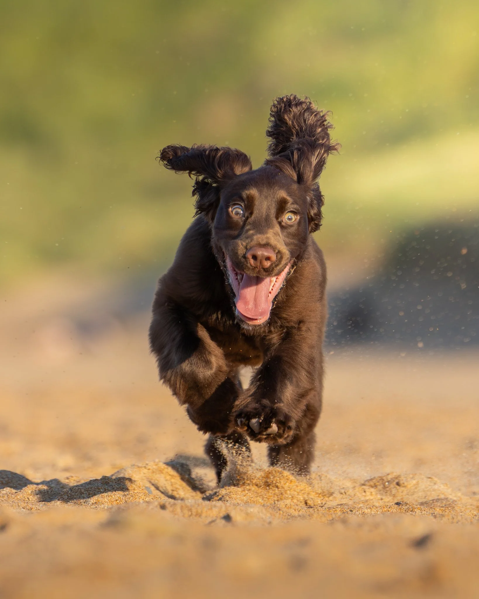 A brown dog with floppy ears running on a sandy beach, face lit up with a happy expression, with blurred green foliage in the background.