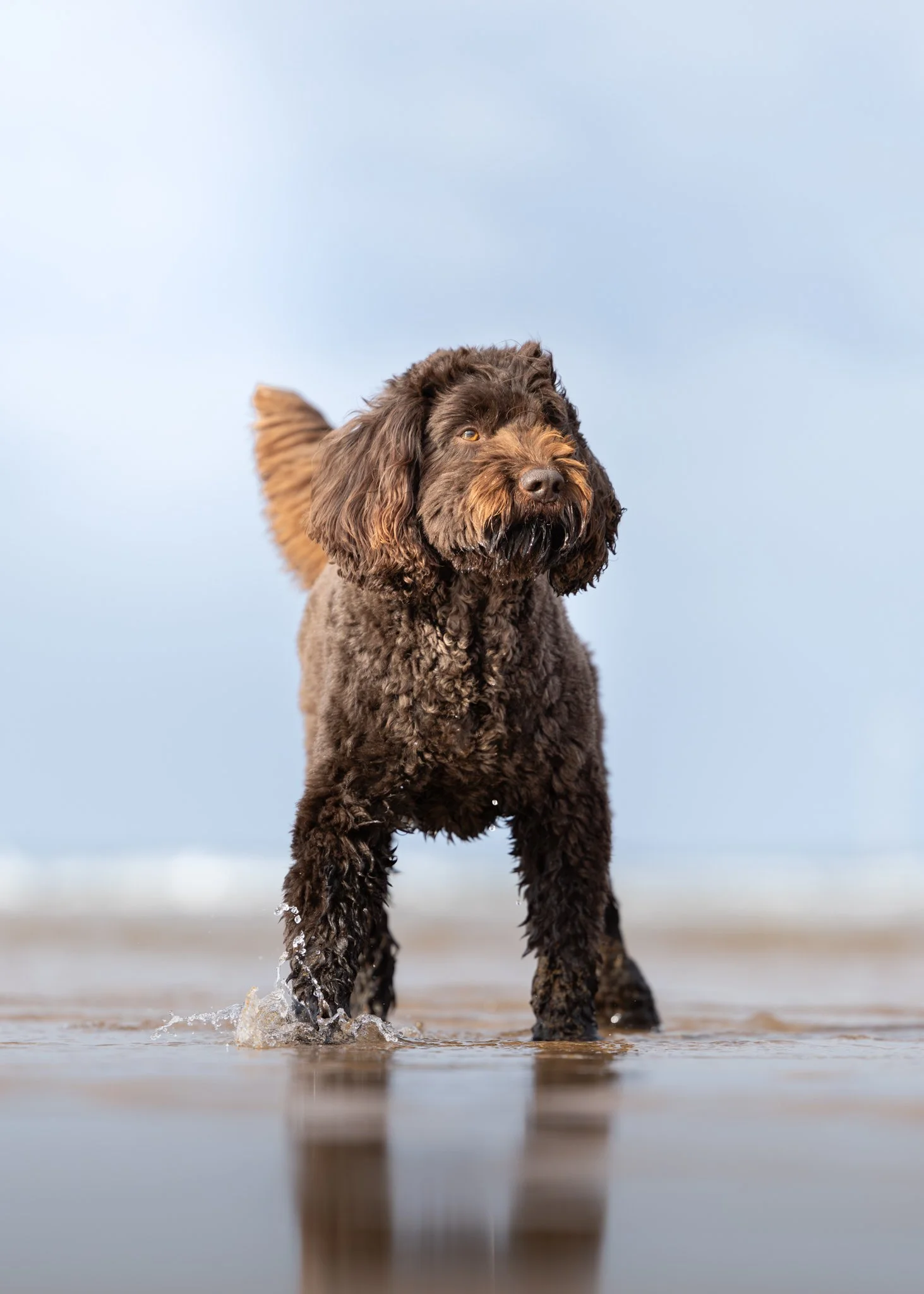 A brown curly-haired dog standing in shallow water at the beach with water splashing around its paws. The sky in the background is mostly clear with some light clouds.