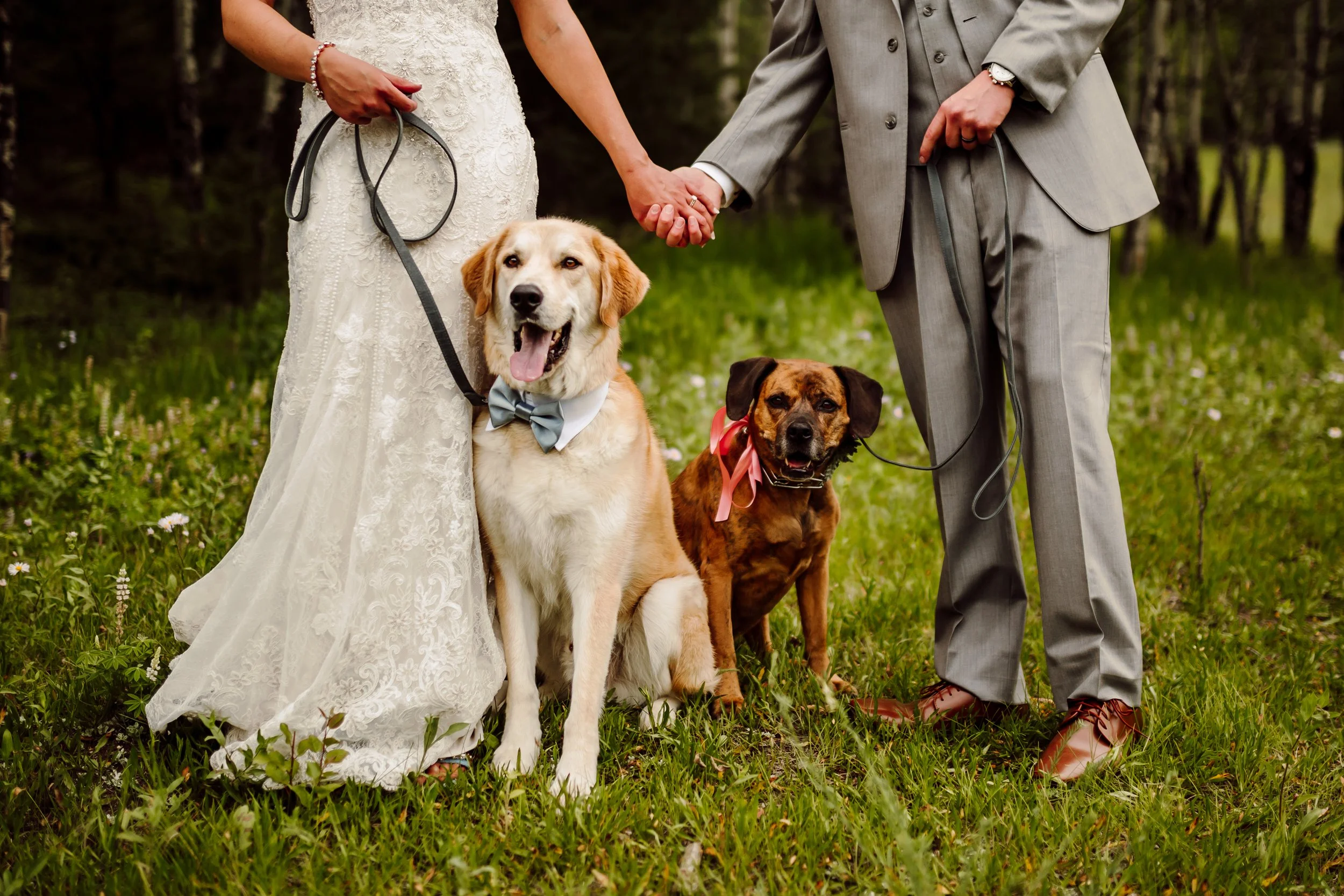 A bride and groom holding hands outdoors on grass with two dogs between them, one wearing a bow tie and the other with a red ribbon, in a wooded area.