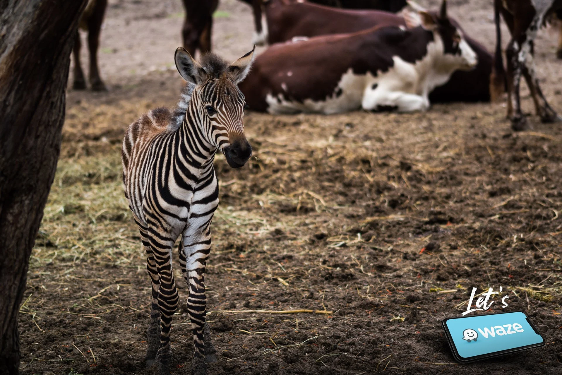 Waze — Zebra between cows