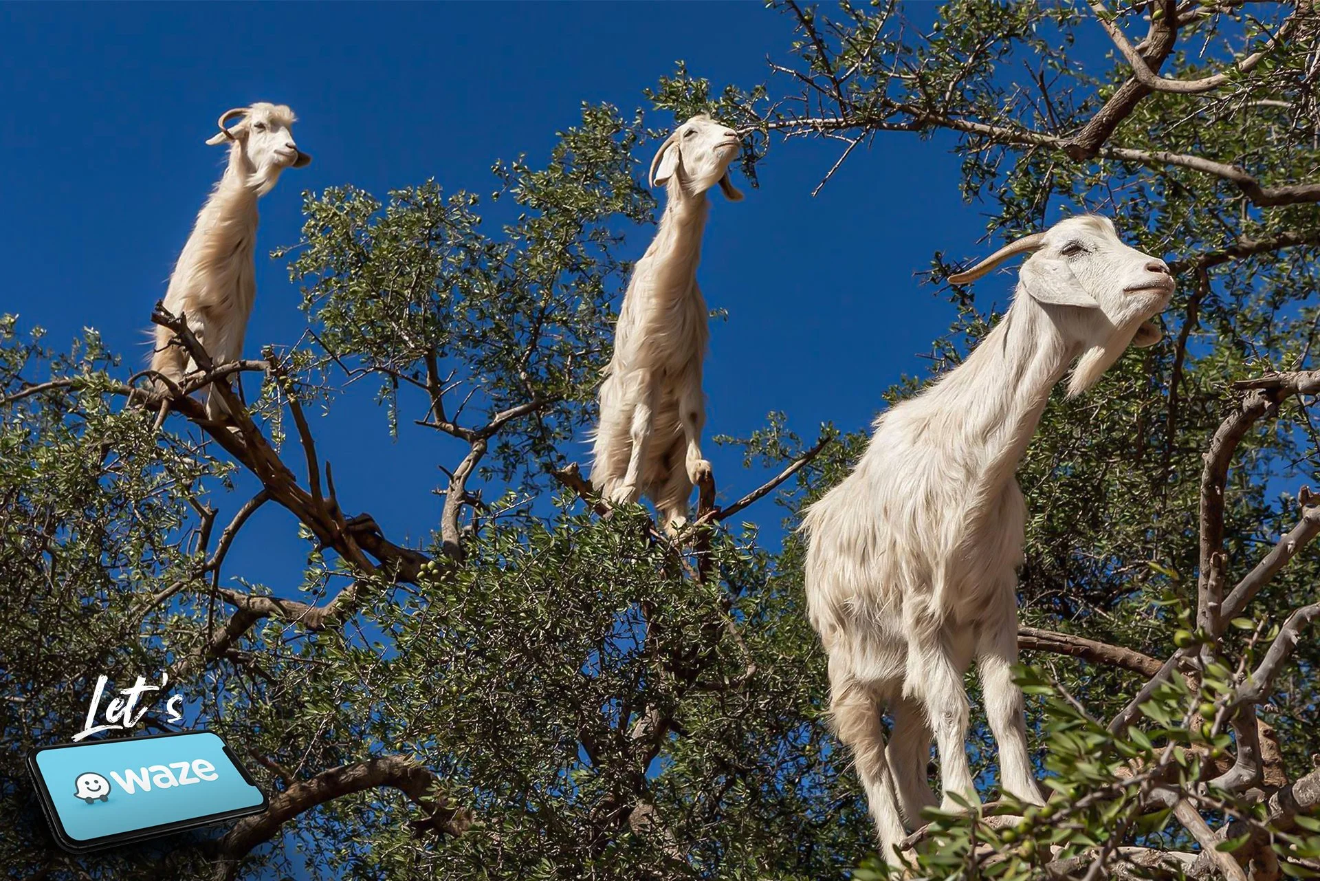 Waze — Goats on a tree