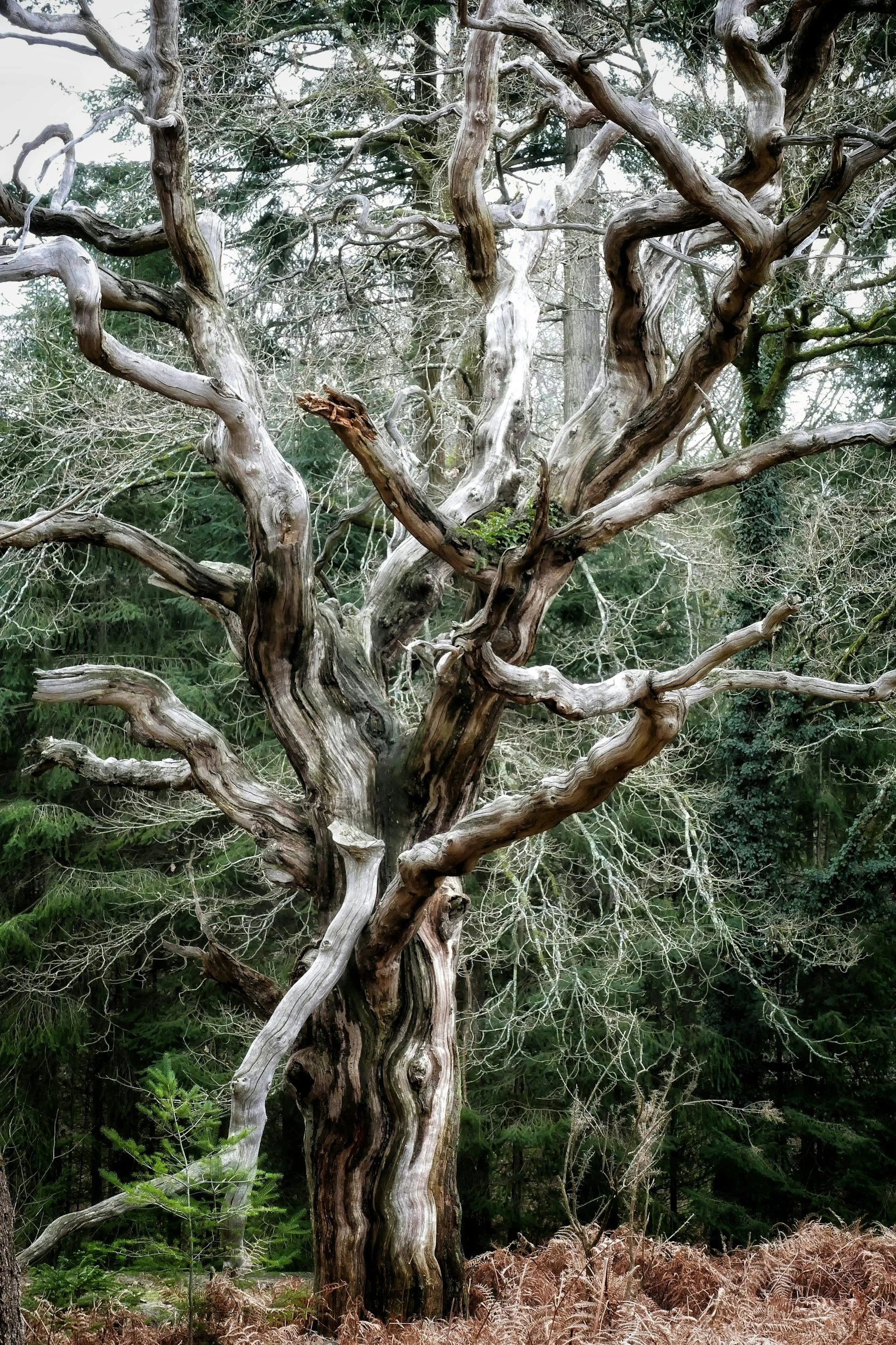 A large, twisted tree with bare, gnarled branches stands in the center of the image, surrounded by a forest of mostly green trees and bushes.