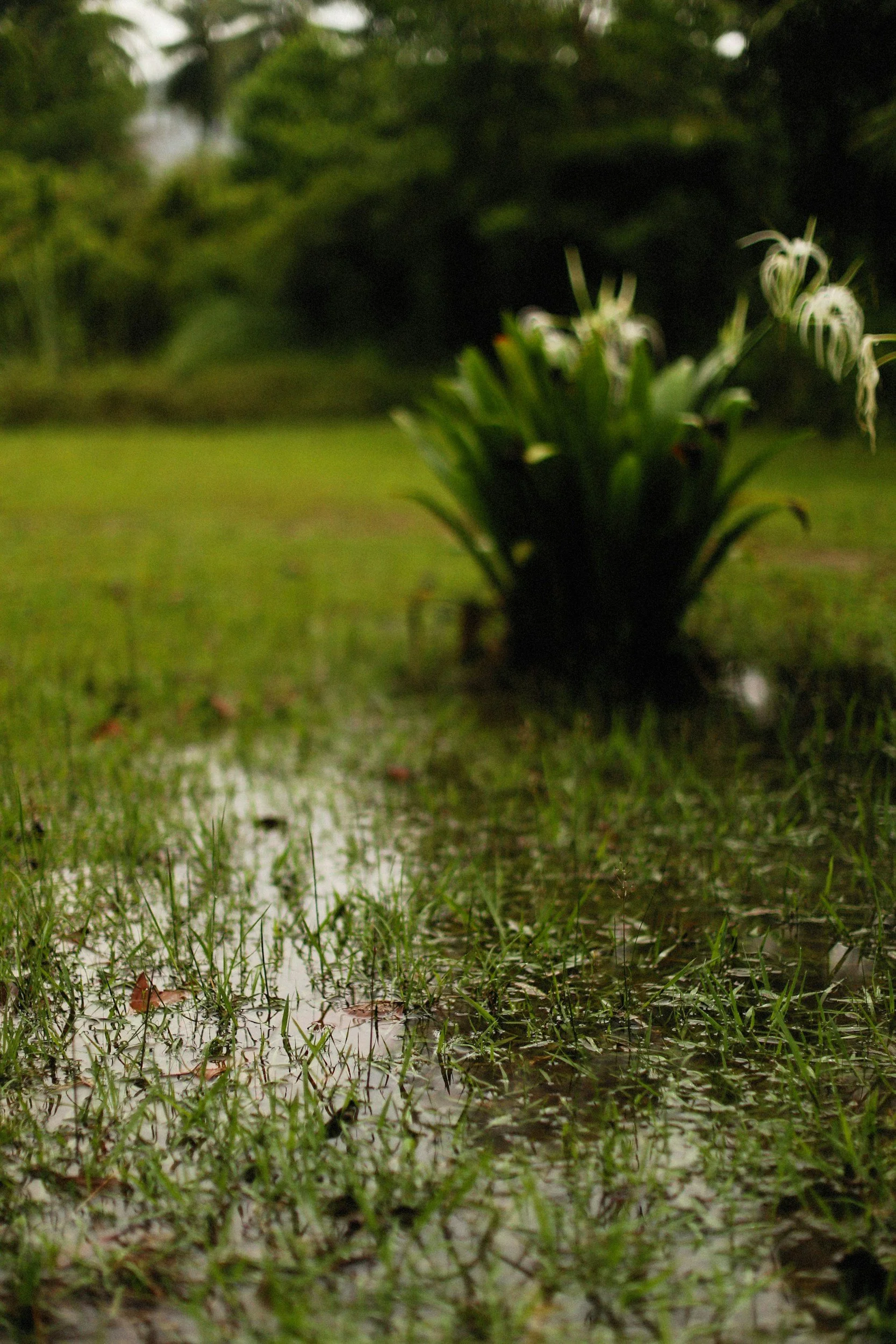 Close-up of wet grass and a small plant with white flowers in a muddy area with water puddles.