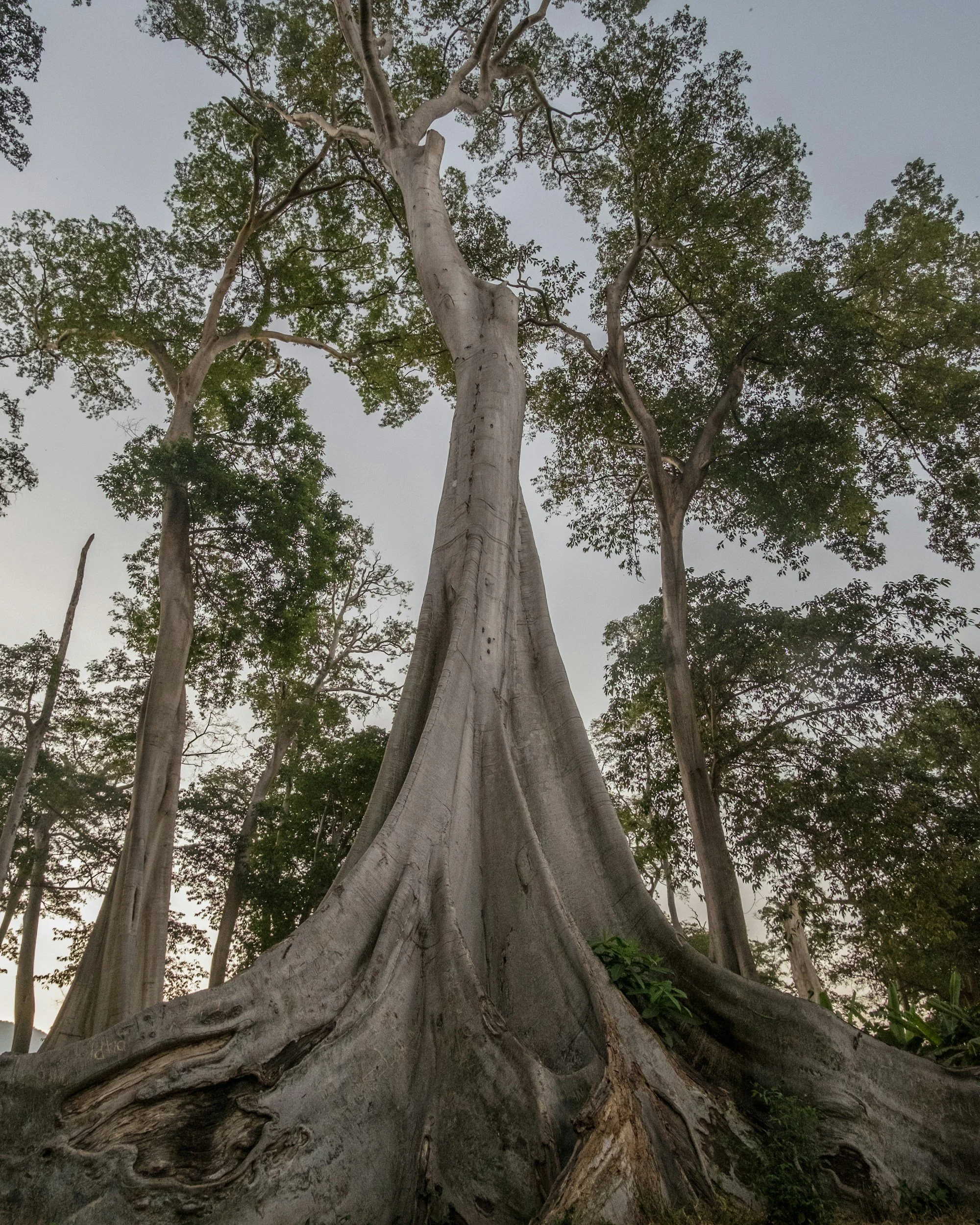 Tall, large tree with light-colored, smooth bark and sprawling roots, surrounded by other trees with green leaves, under a clear sky.