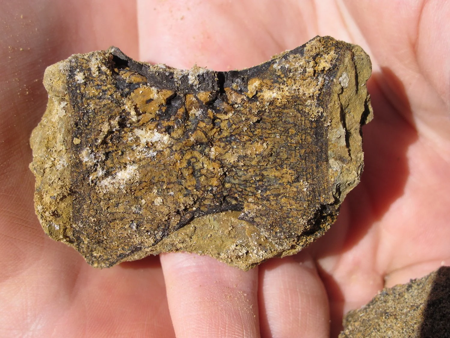 Vertebrae of an allossaurus