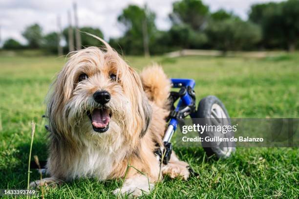 A happy dog with a fluffy golden coat sitting on green grass with a blue wheelchair for disabled dogs in the background, outdoors with trees and cloudy sky. He is happy that he is mobile and can explore.