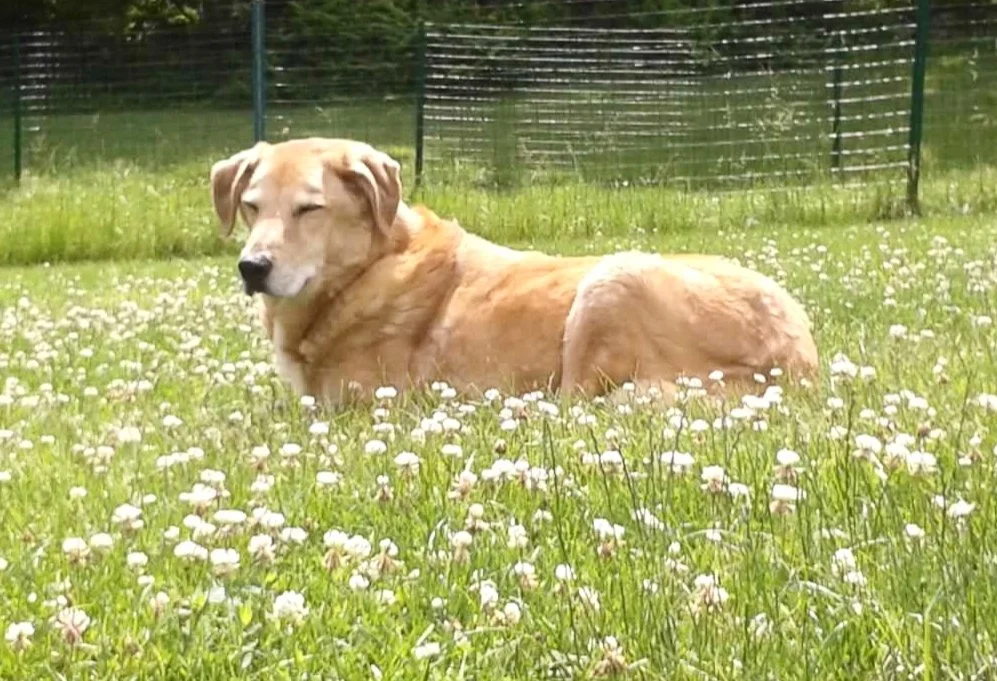 A golden retriever lying in a field of white daisies with a green fence in the background enjoying his senior years after re-gaining mobility after sustaining injuires when he was younger.