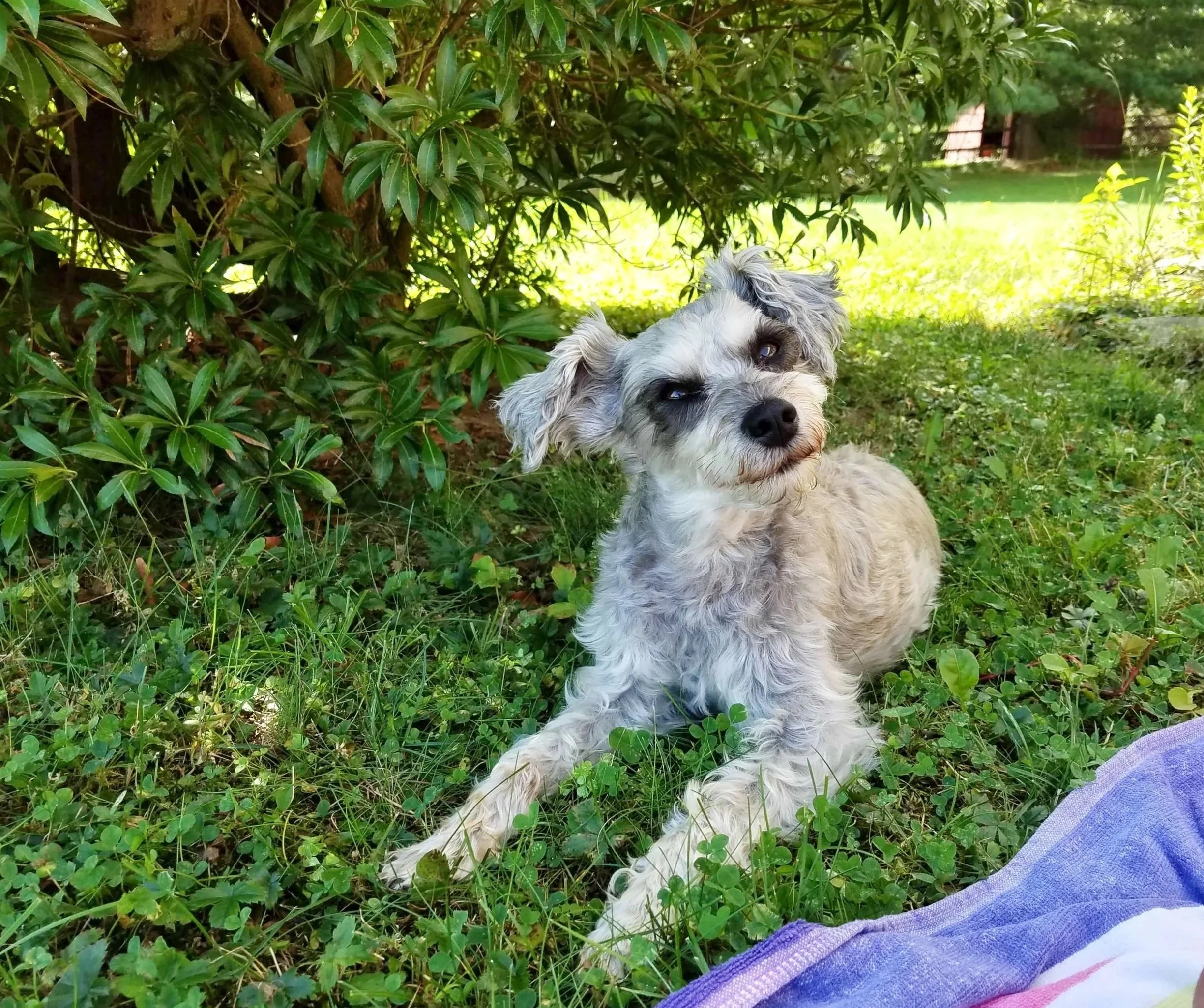 A small, fluffy dog with gray and white fur and striking black eyes lies and inquisitive head tilt in grass beneath a bush in a backyard.  An alert, very active and lively little dog taking a well-deserved break.
