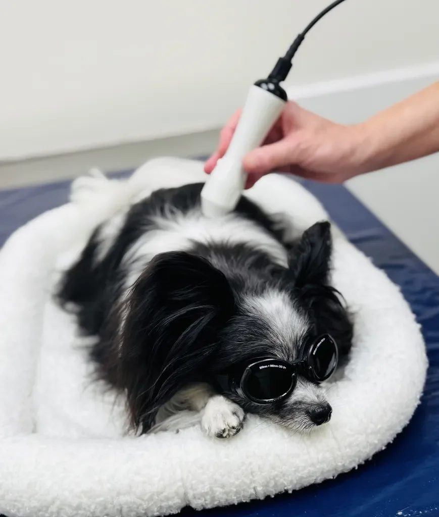 A small black and white dog lying on a white bed, wearing goggles, receiving a laser treatment from a person holding a handheld device in order for him to reduce pain and inflammation.